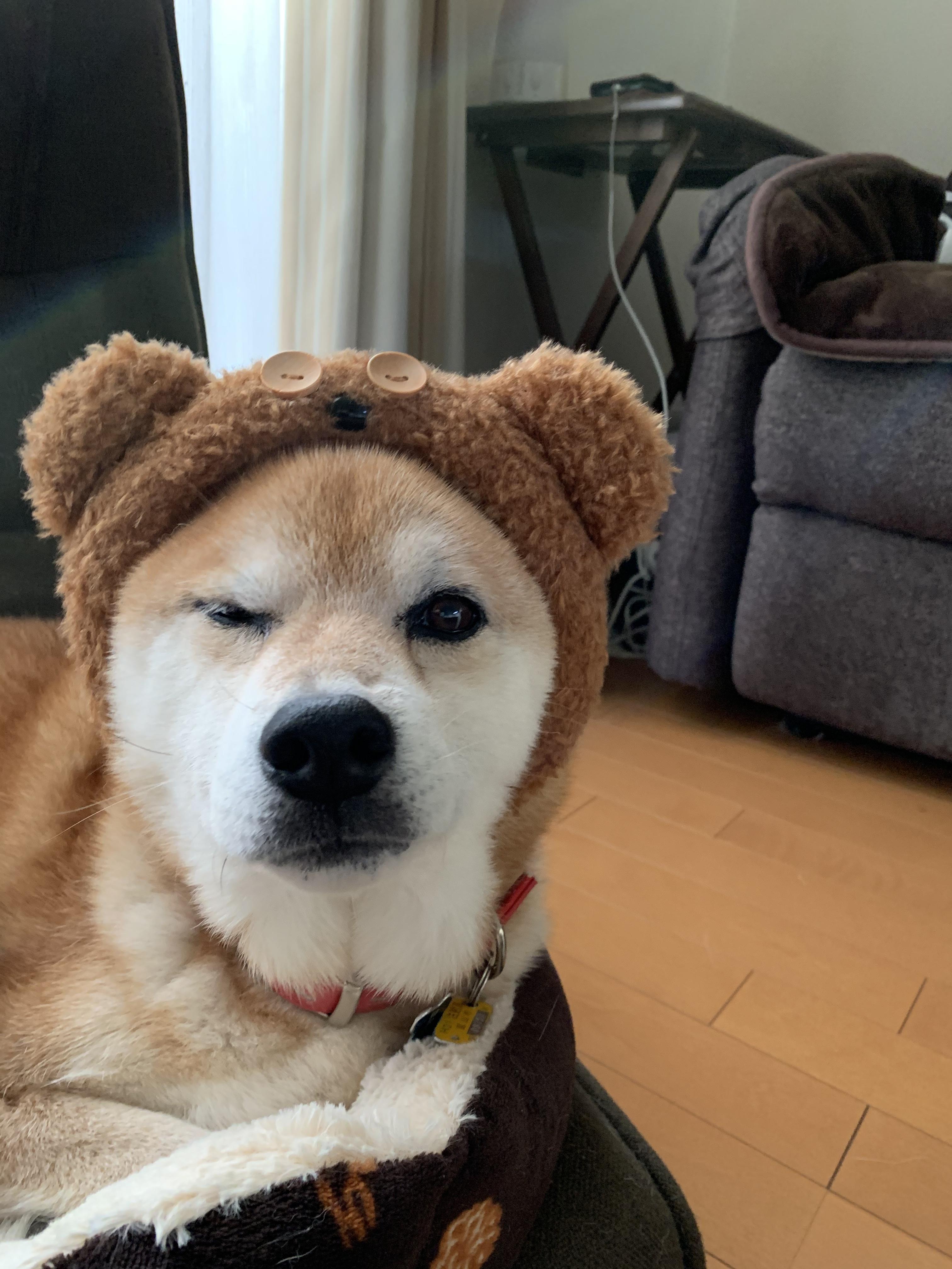 わんにゃんサイトの犬の写真