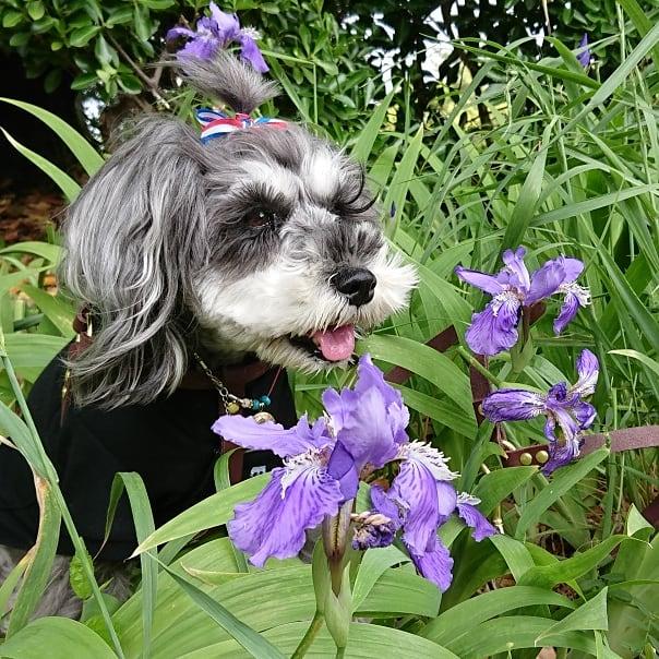 わんにゃんサイトの犬の写真