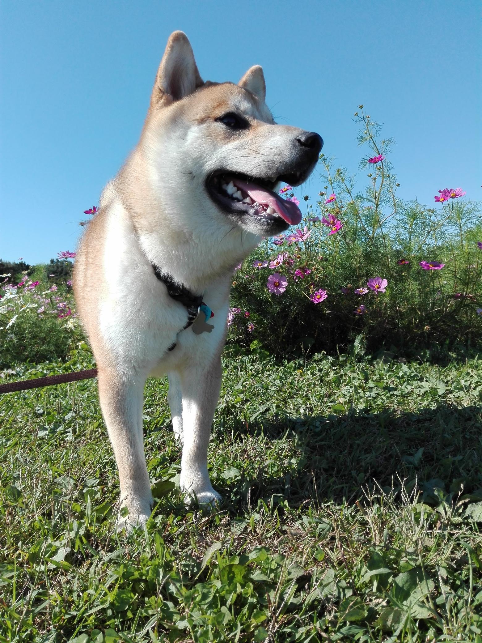 わんにゃんサイトの犬の写真