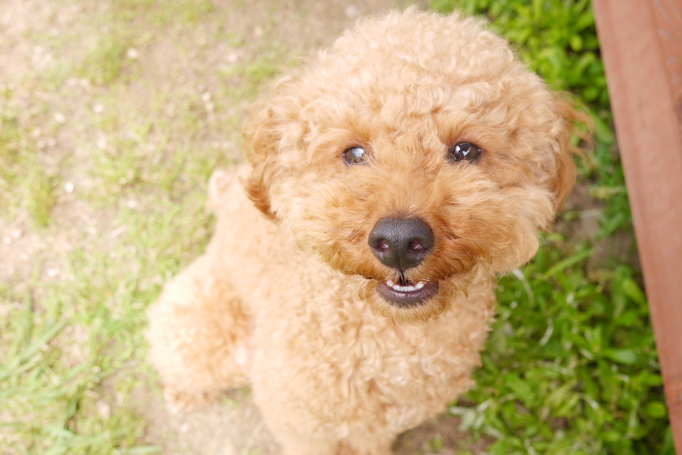 わんにゃんサイトの犬の写真