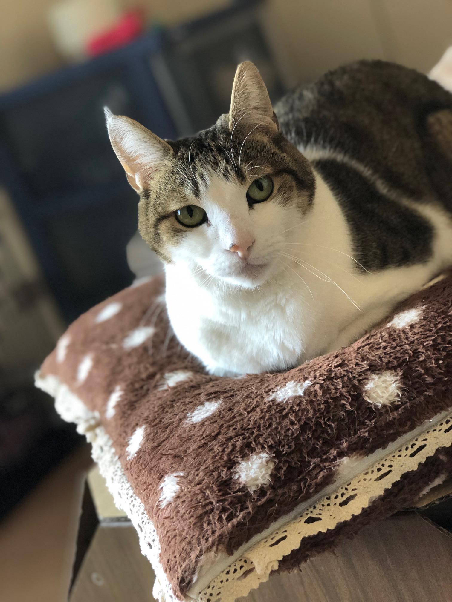 わんにゃんサイトの猫の写真