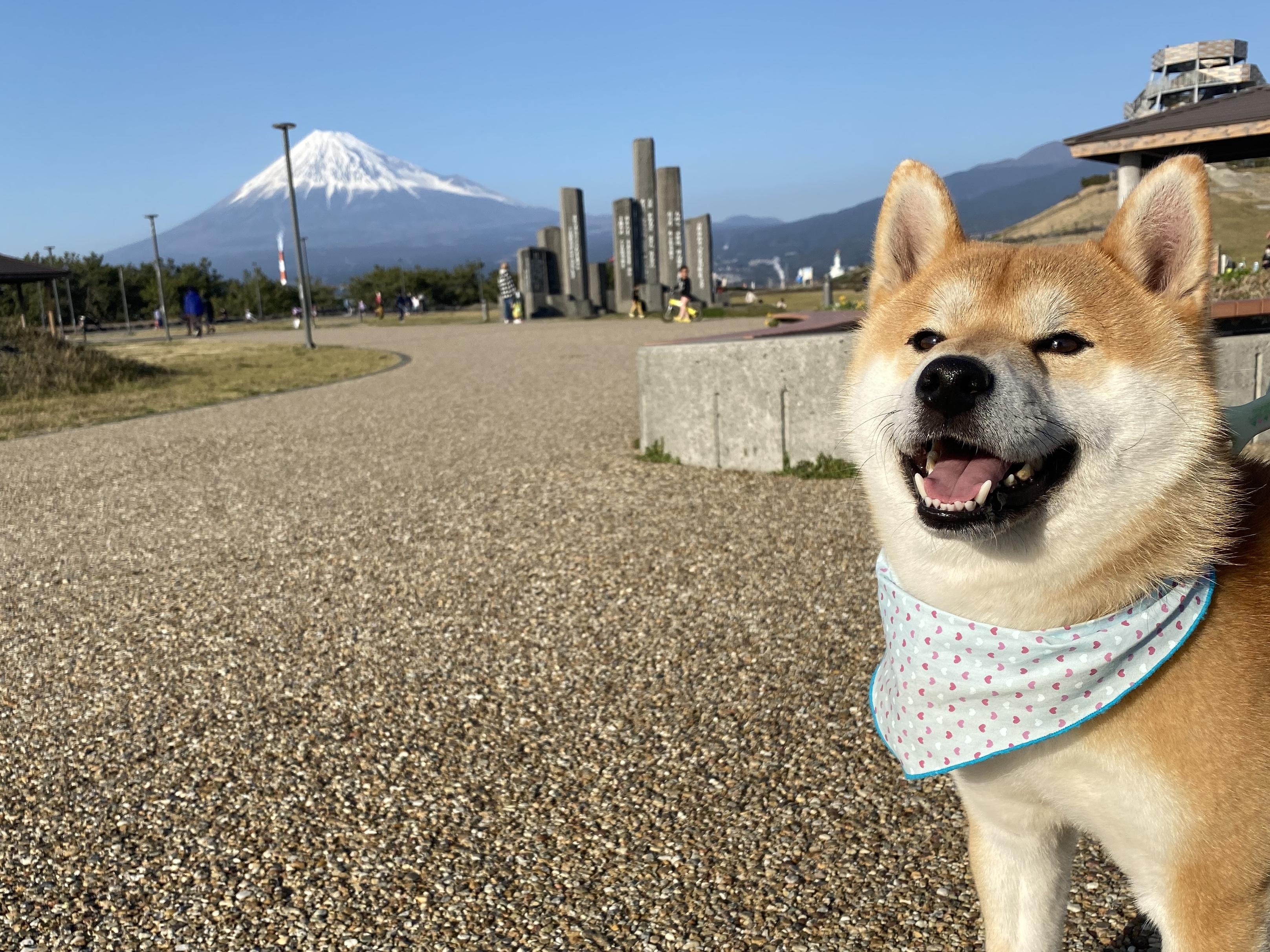 わんにゃんサイトの犬の写真