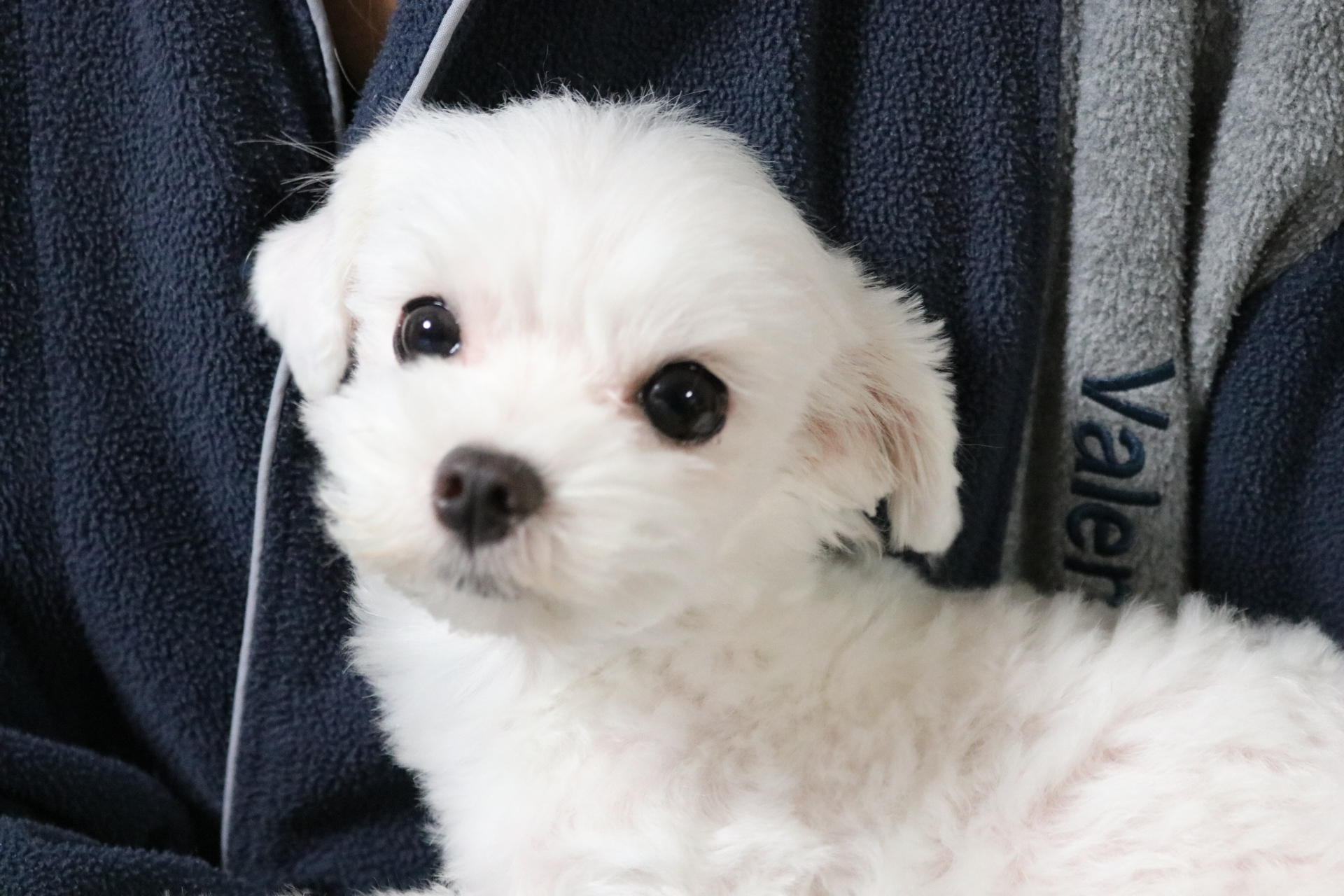 わんにゃんサイトの犬の写真