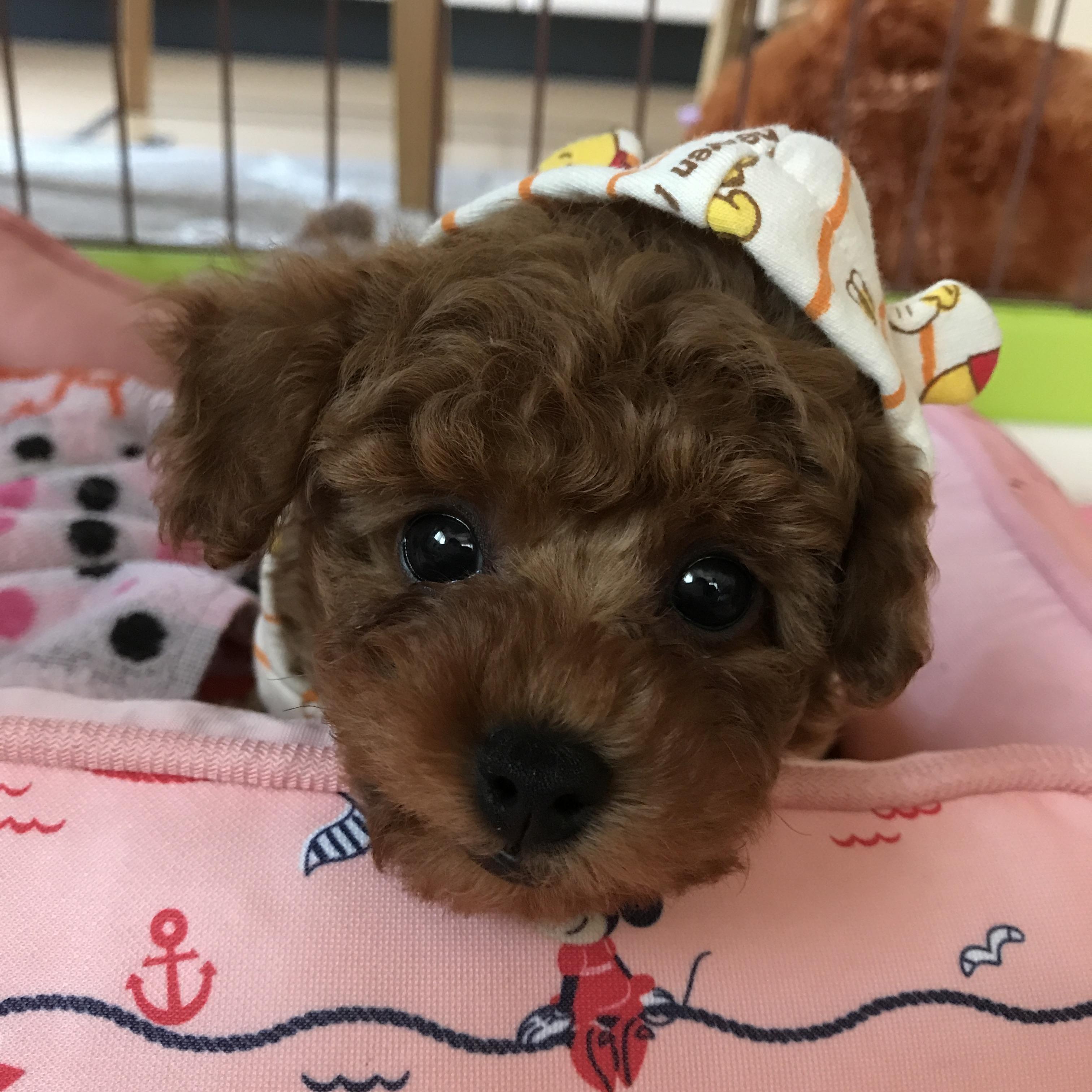 わんにゃんサイトの犬の写真