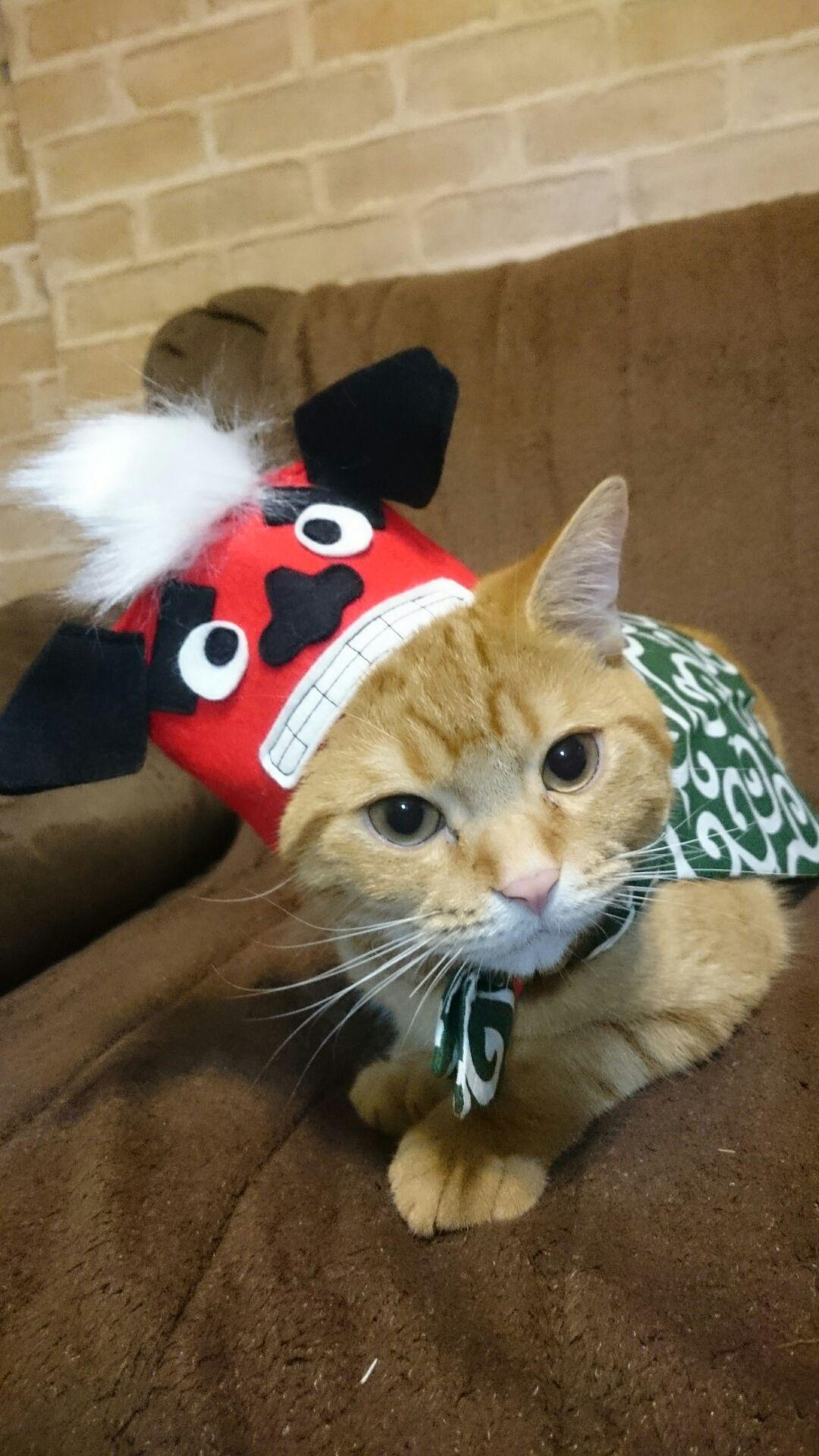 わんにゃんサイトの猫の写真