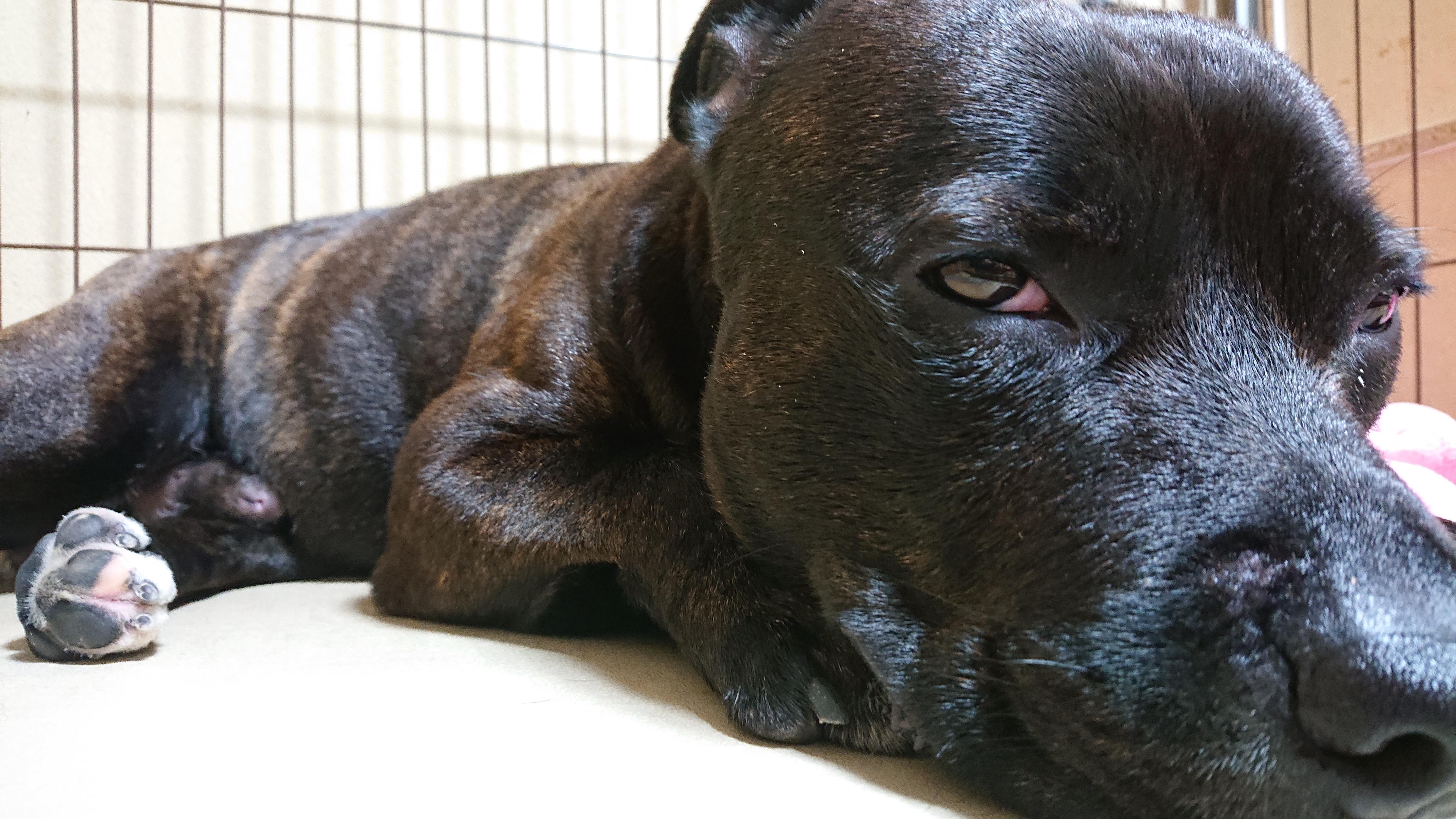 わんにゃんサイトの犬の写真