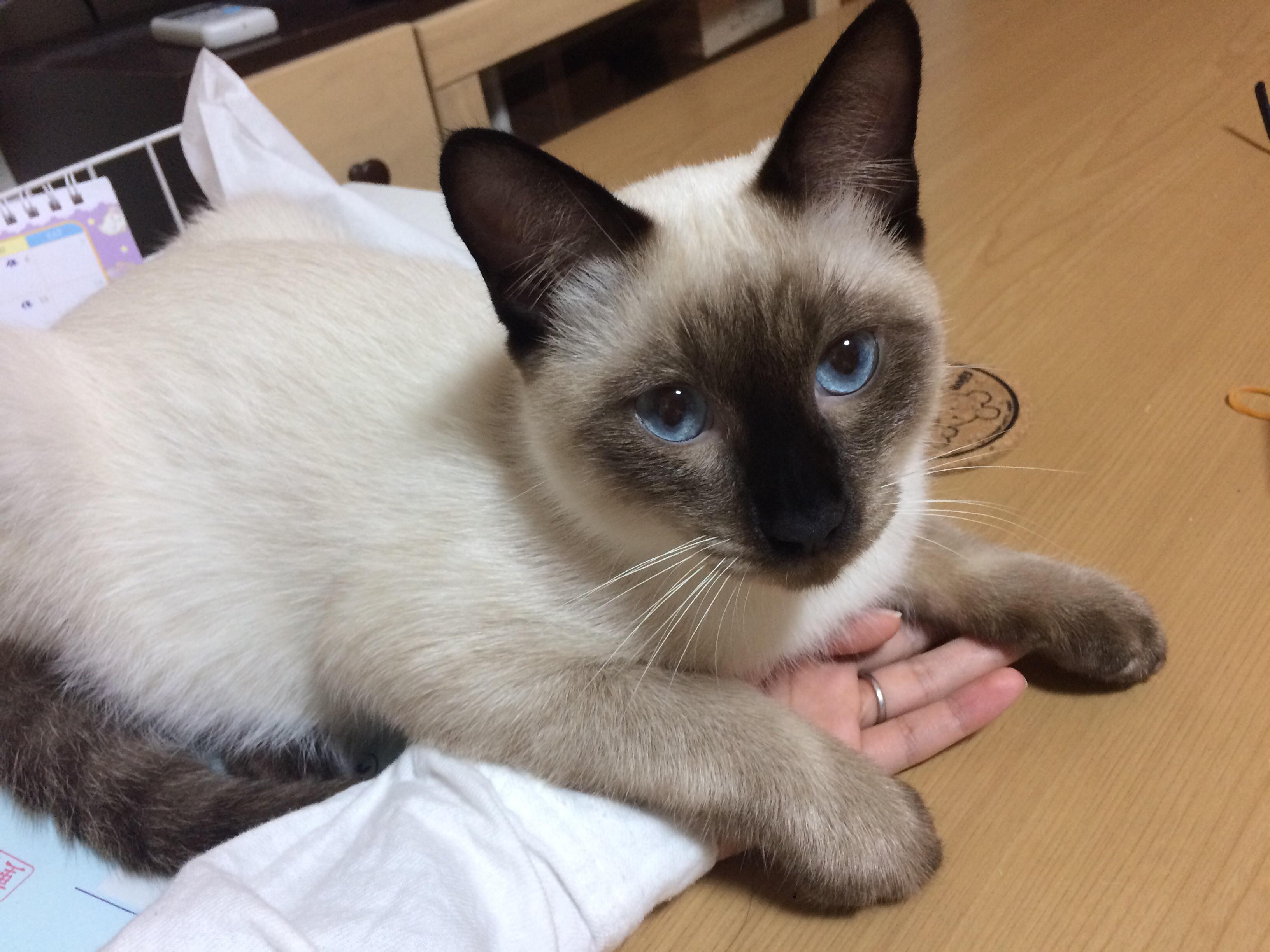 わんにゃんサイトの猫の写真