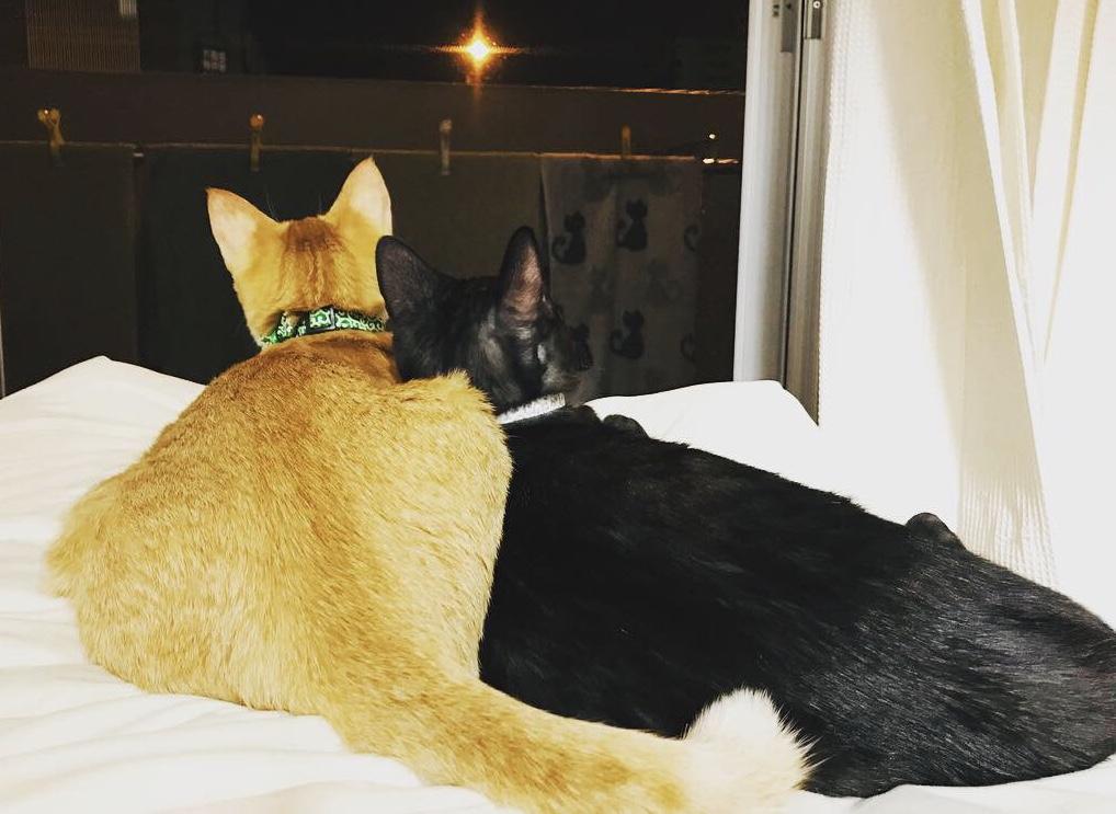 わんにゃんサイトの猫の写真