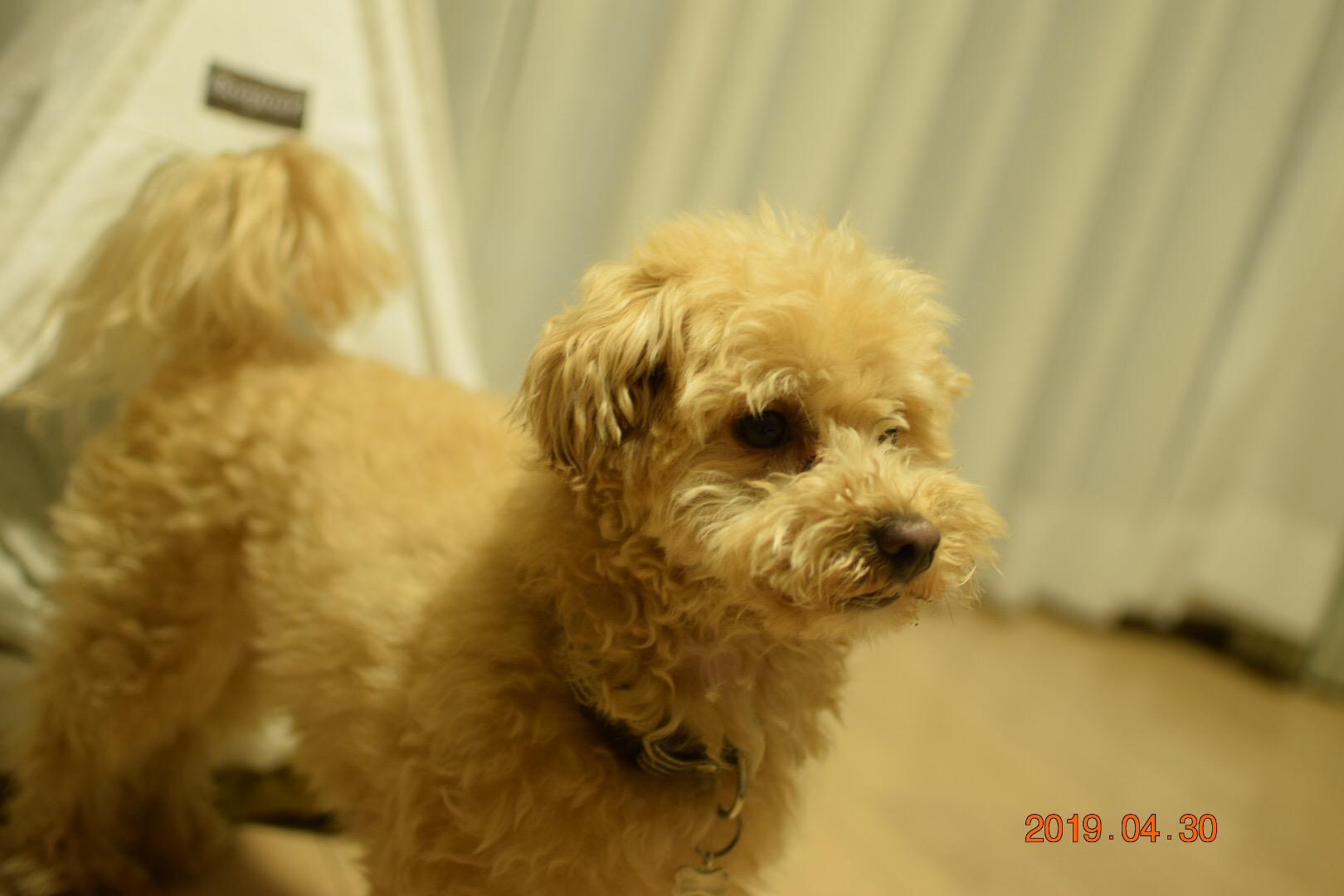 わんにゃんサイトの犬の写真