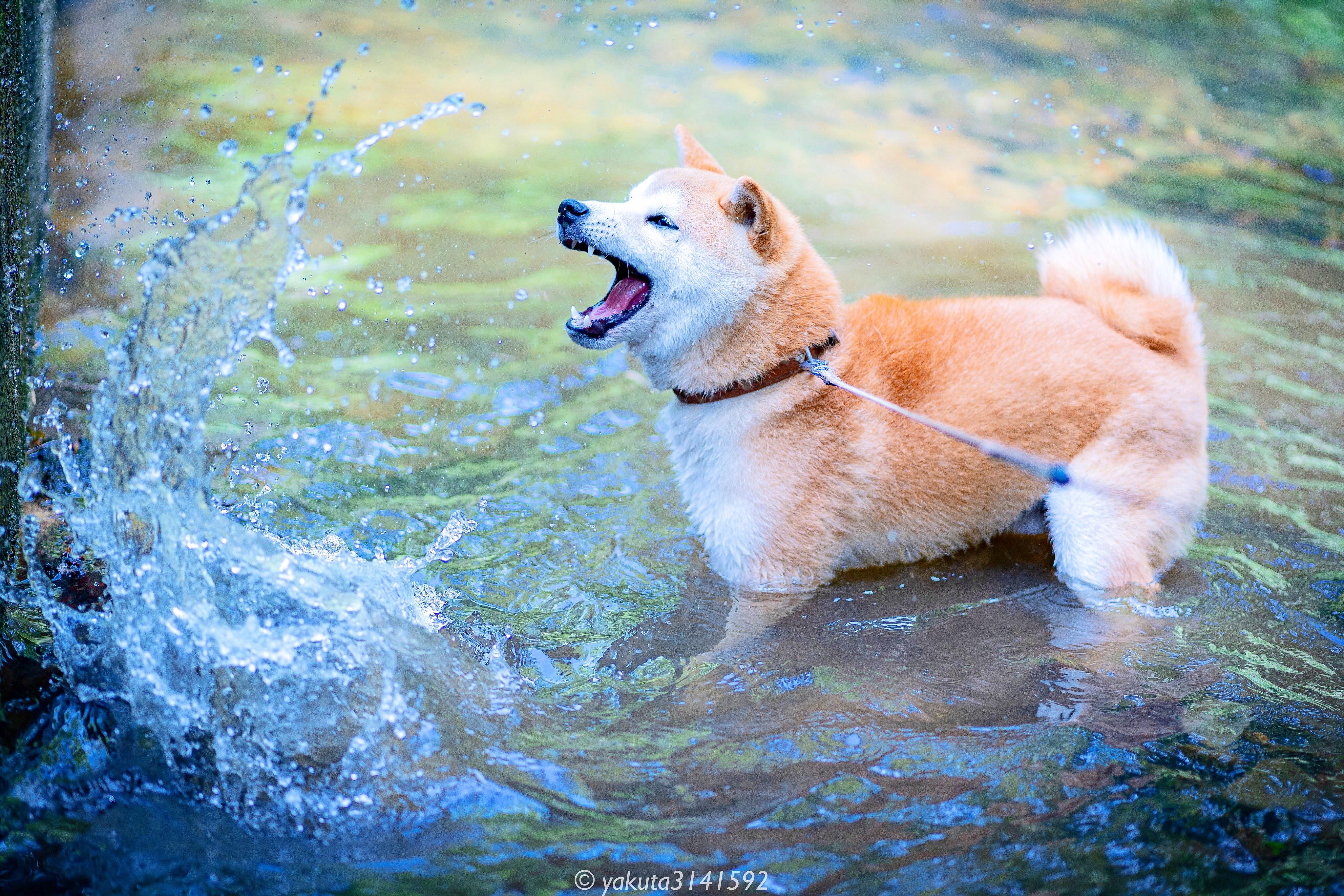 わんにゃんサイトの犬の写真
