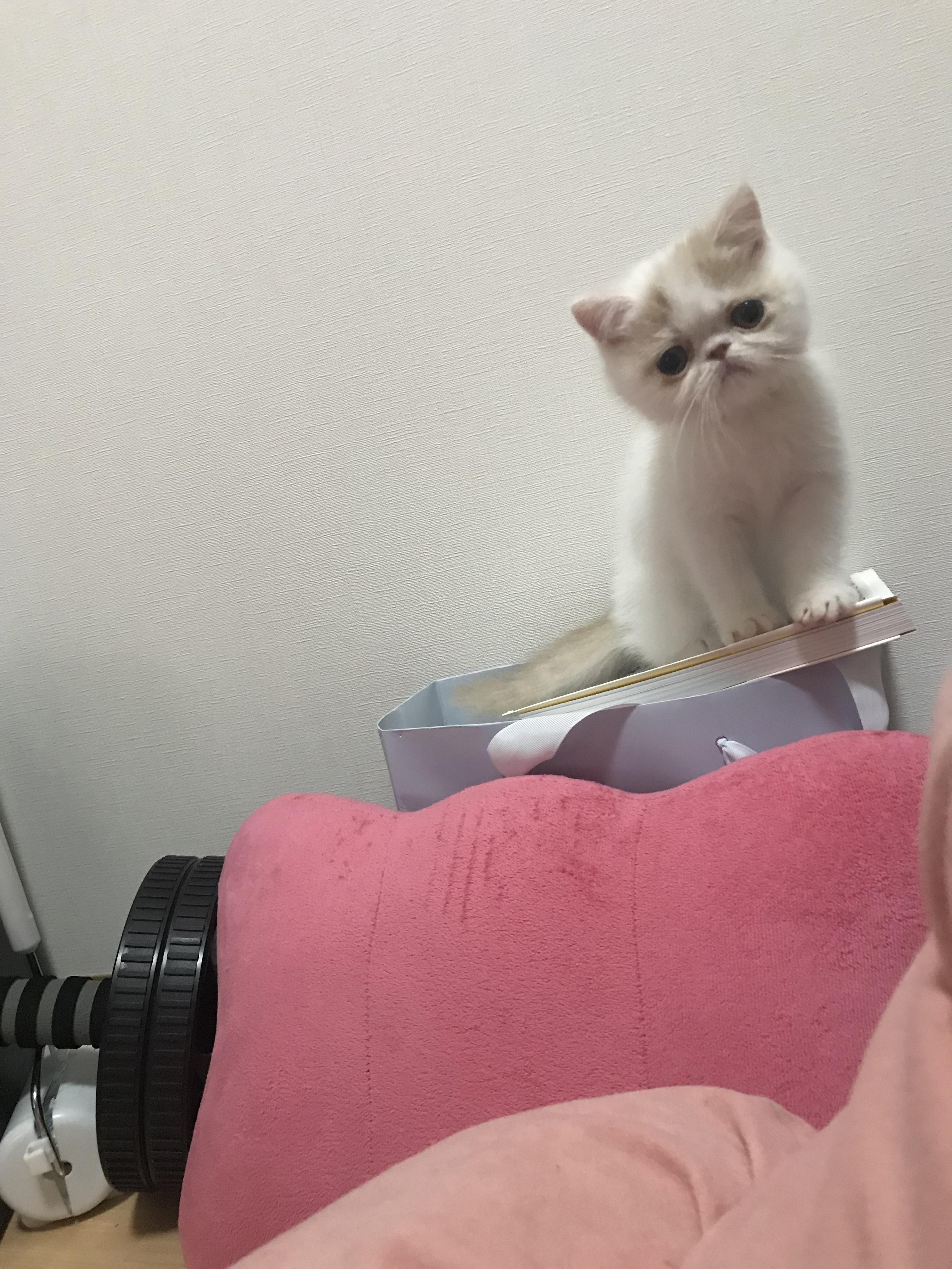 わんにゃんサイトの猫の写真