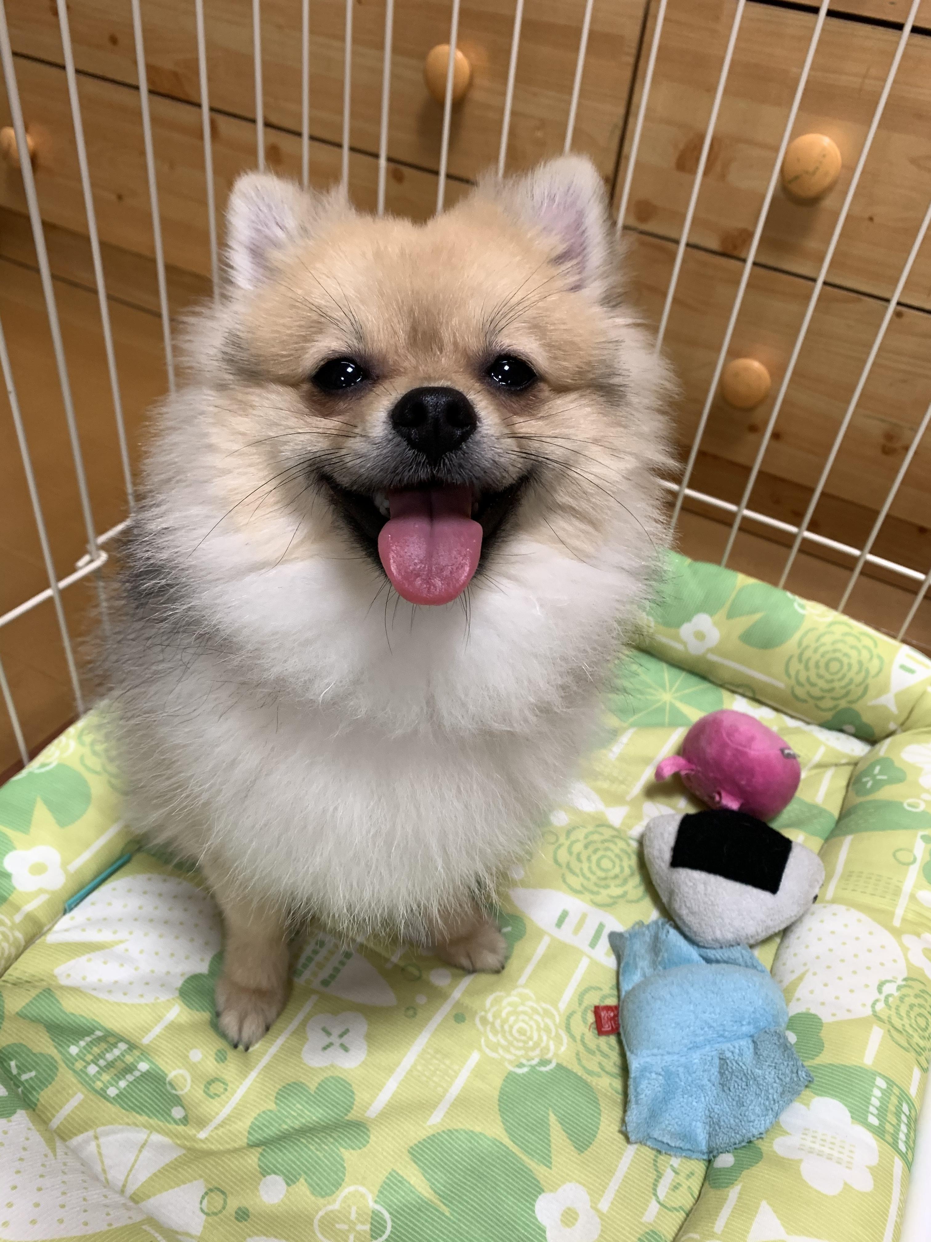 わんにゃんサイトの犬の写真