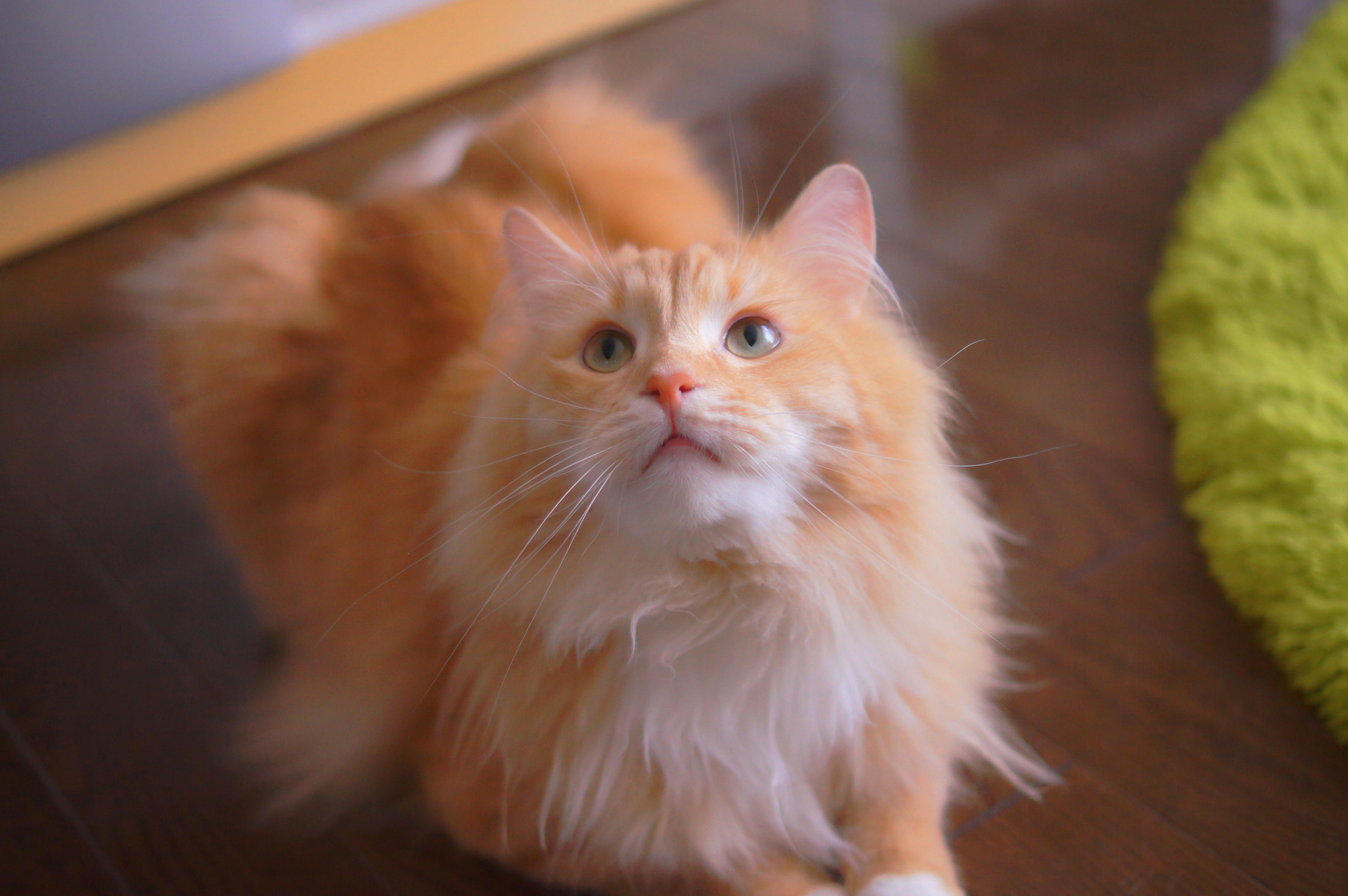 わんにゃんサイトの猫の写真