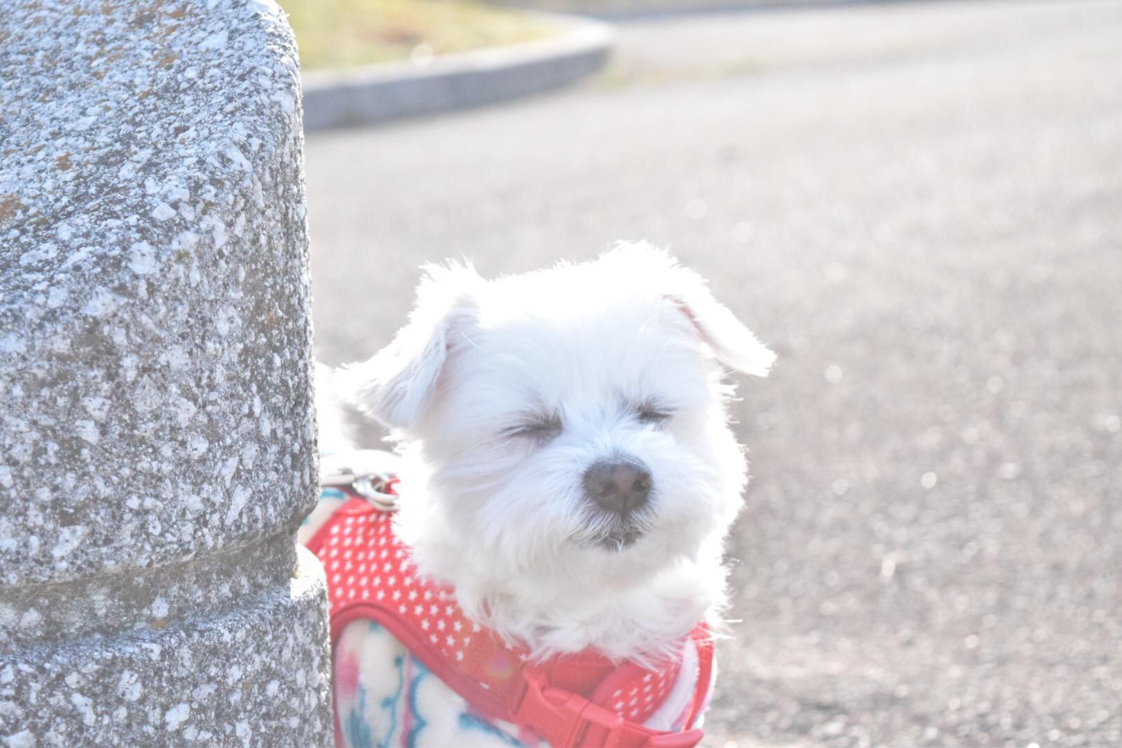 わんにゃんサイトの犬の写真