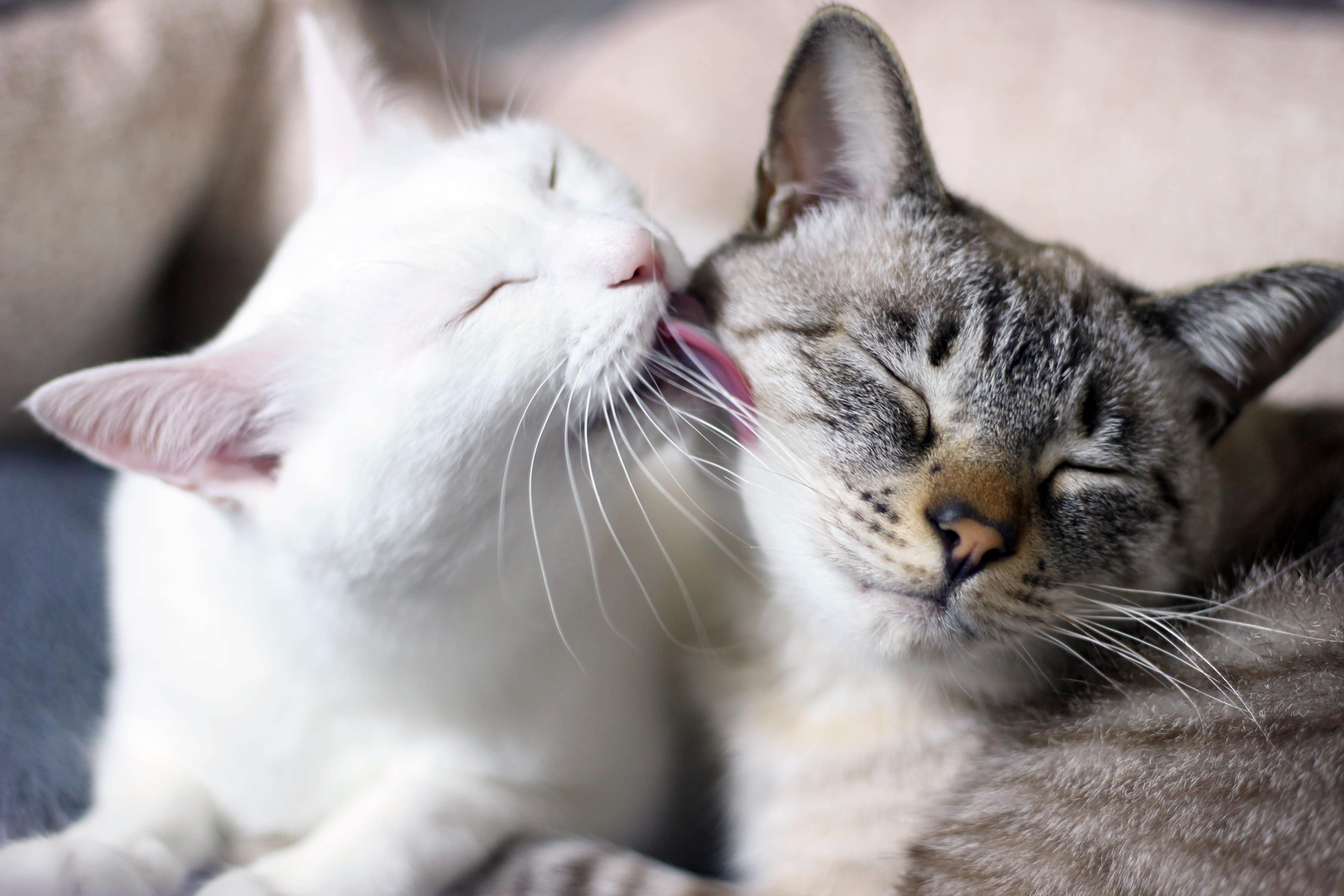 わんにゃんサイトの猫の写真