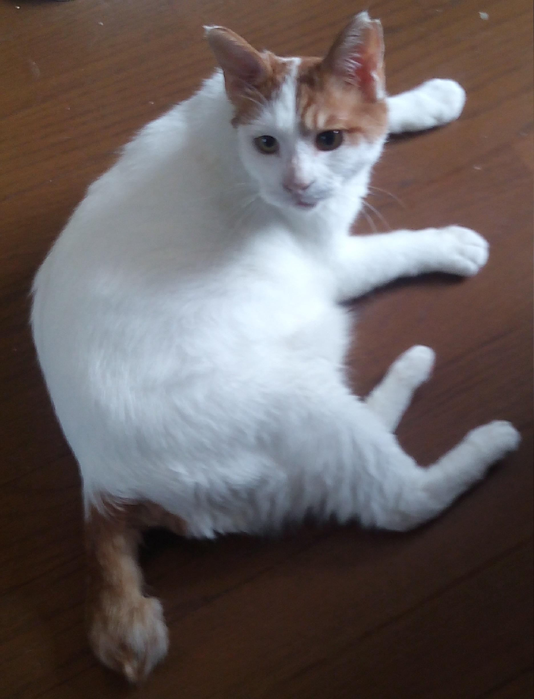 わんにゃんサイトの猫の写真