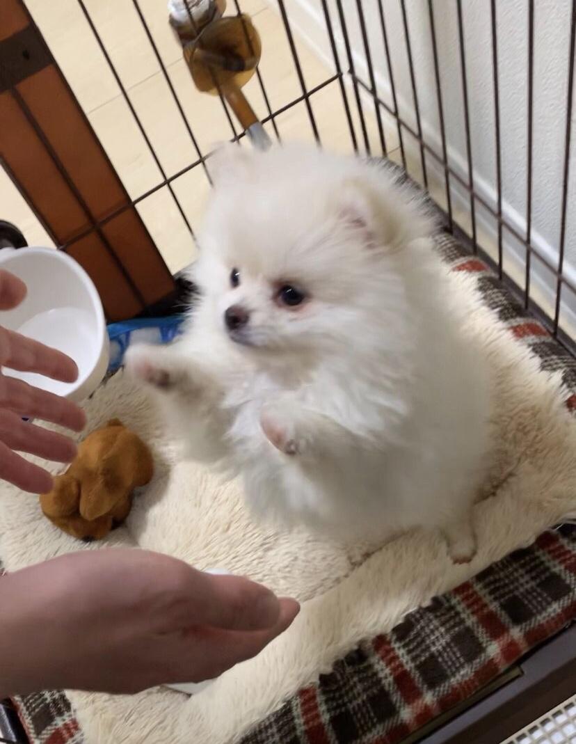 わんにゃんサイトの犬の写真