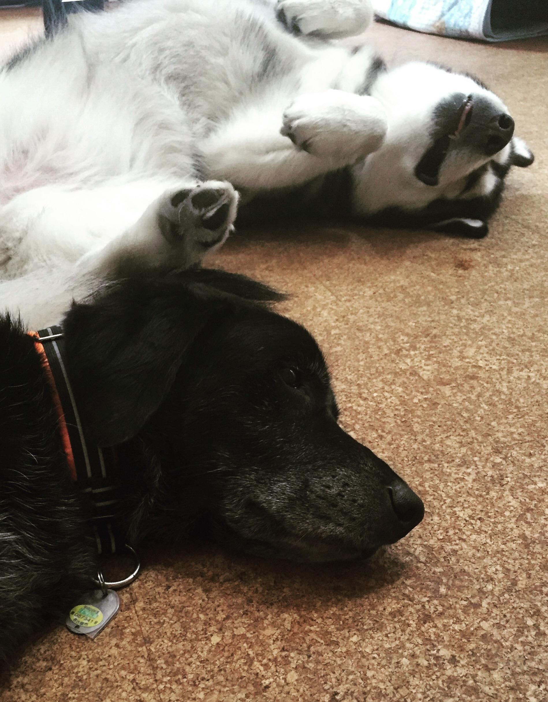 わんにゃんサイトの犬の写真