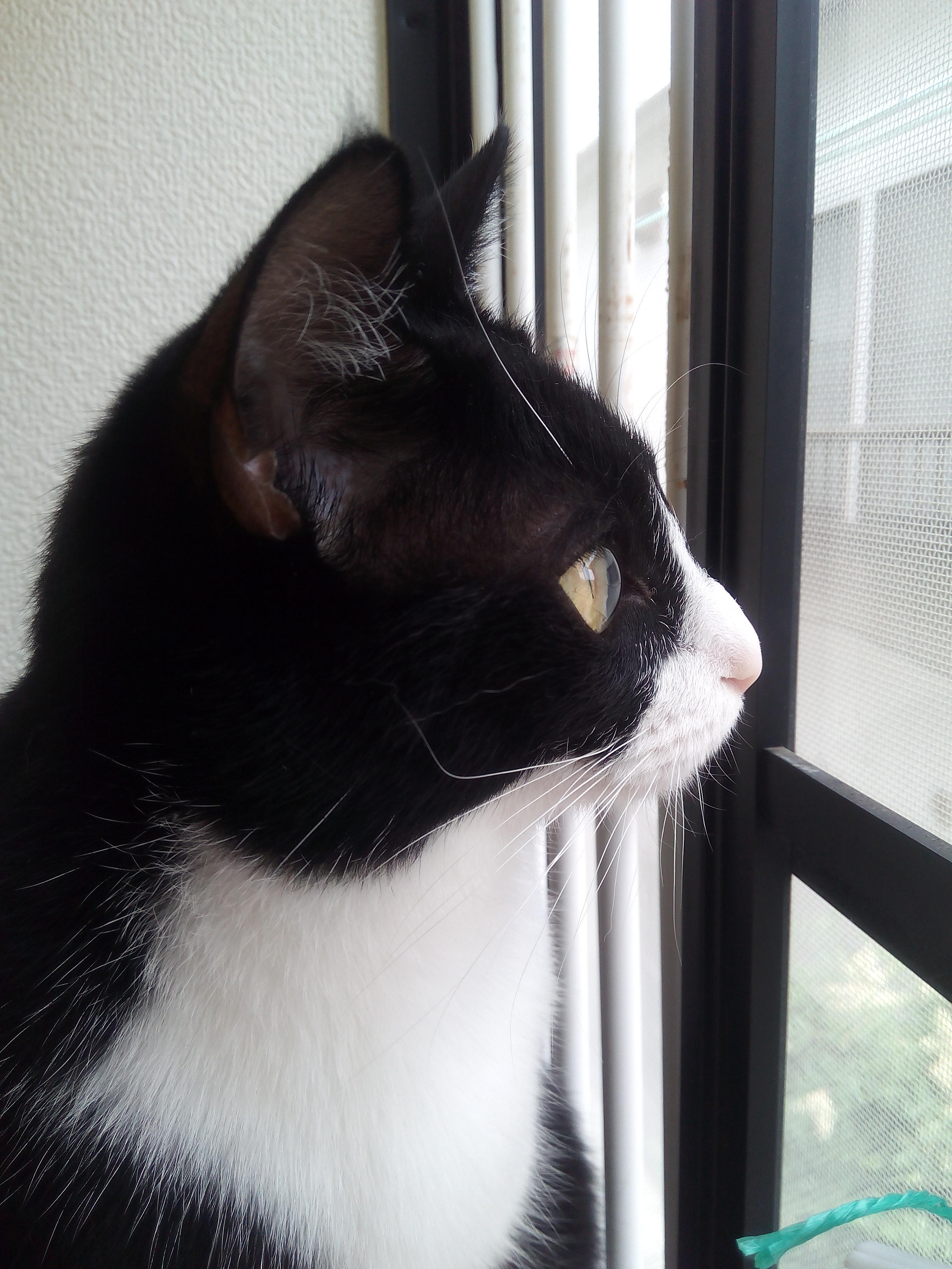 わんにゃんサイトの猫の写真