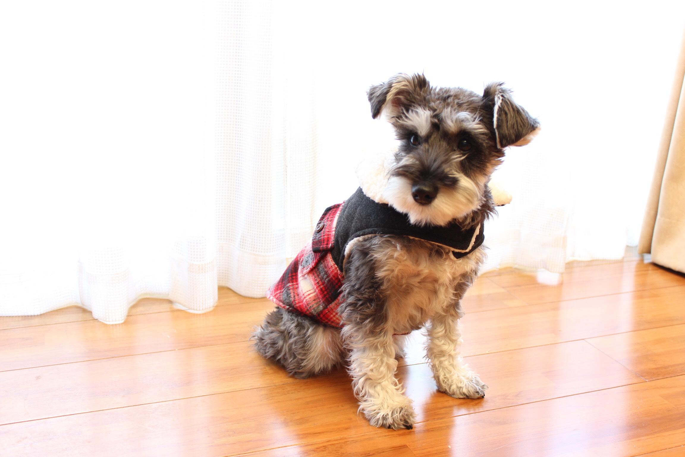 わんにゃんサイトの犬の写真