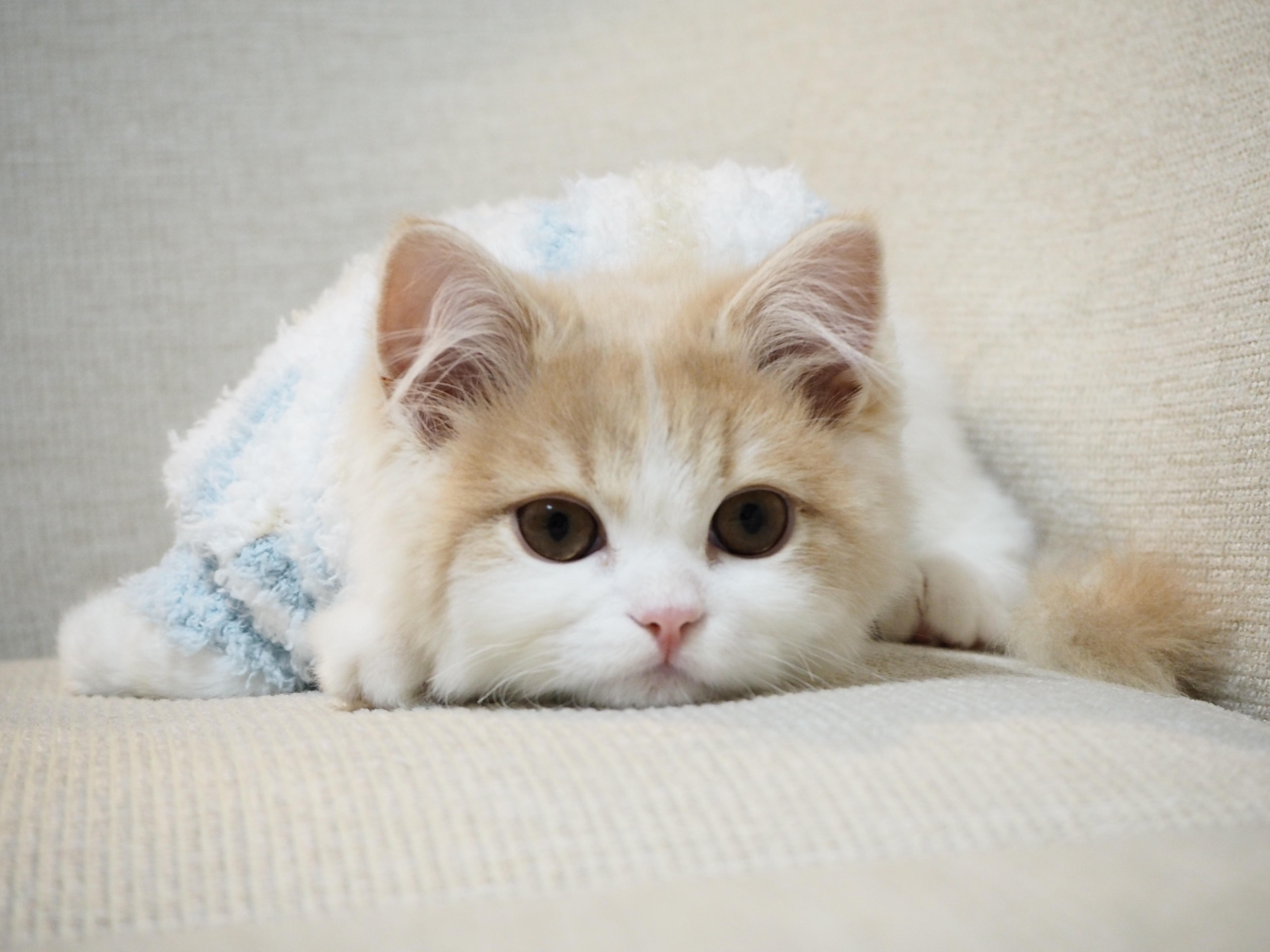 わんにゃんサイトの猫の写真