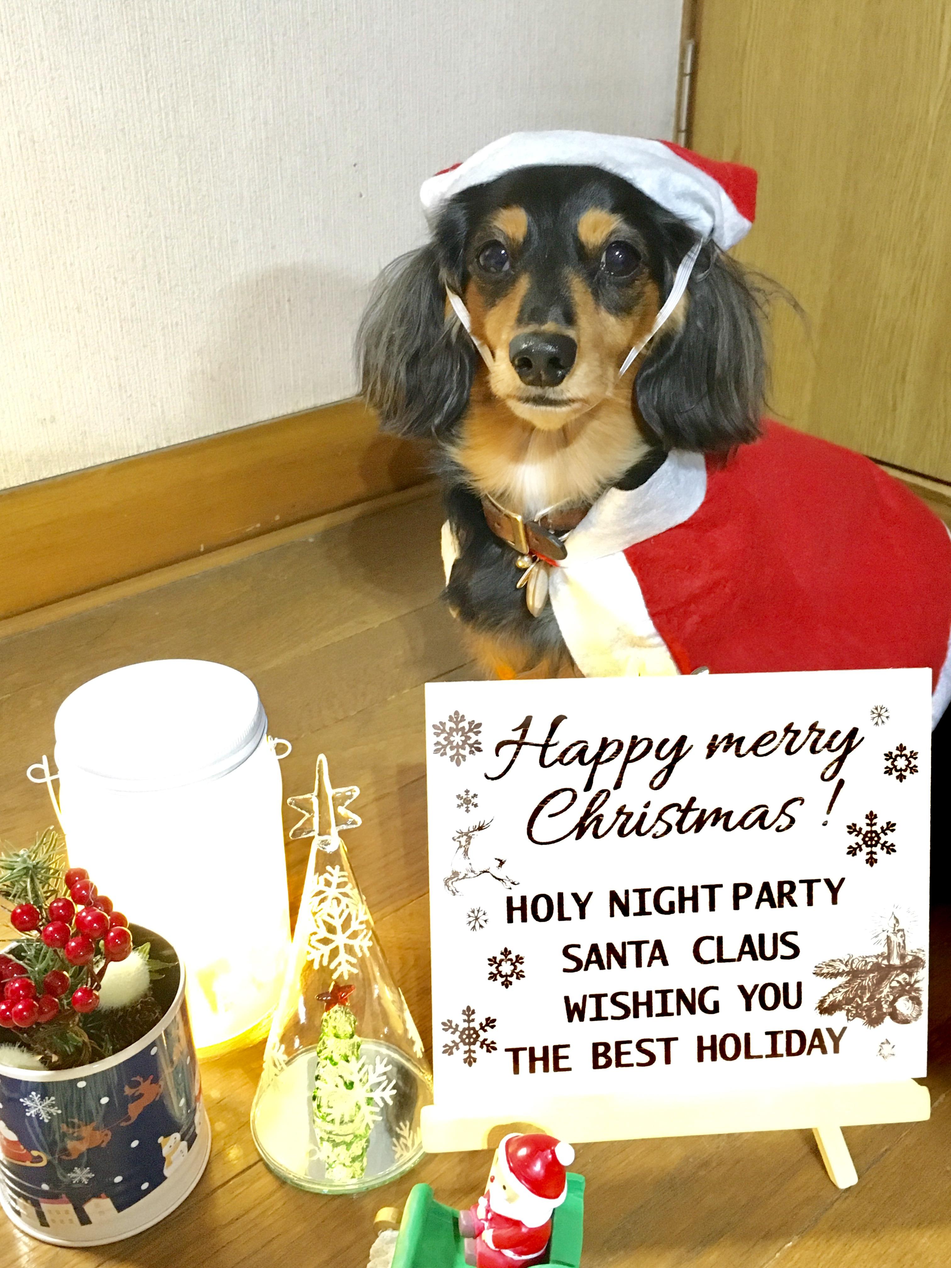 わんにゃんサイトの犬の写真