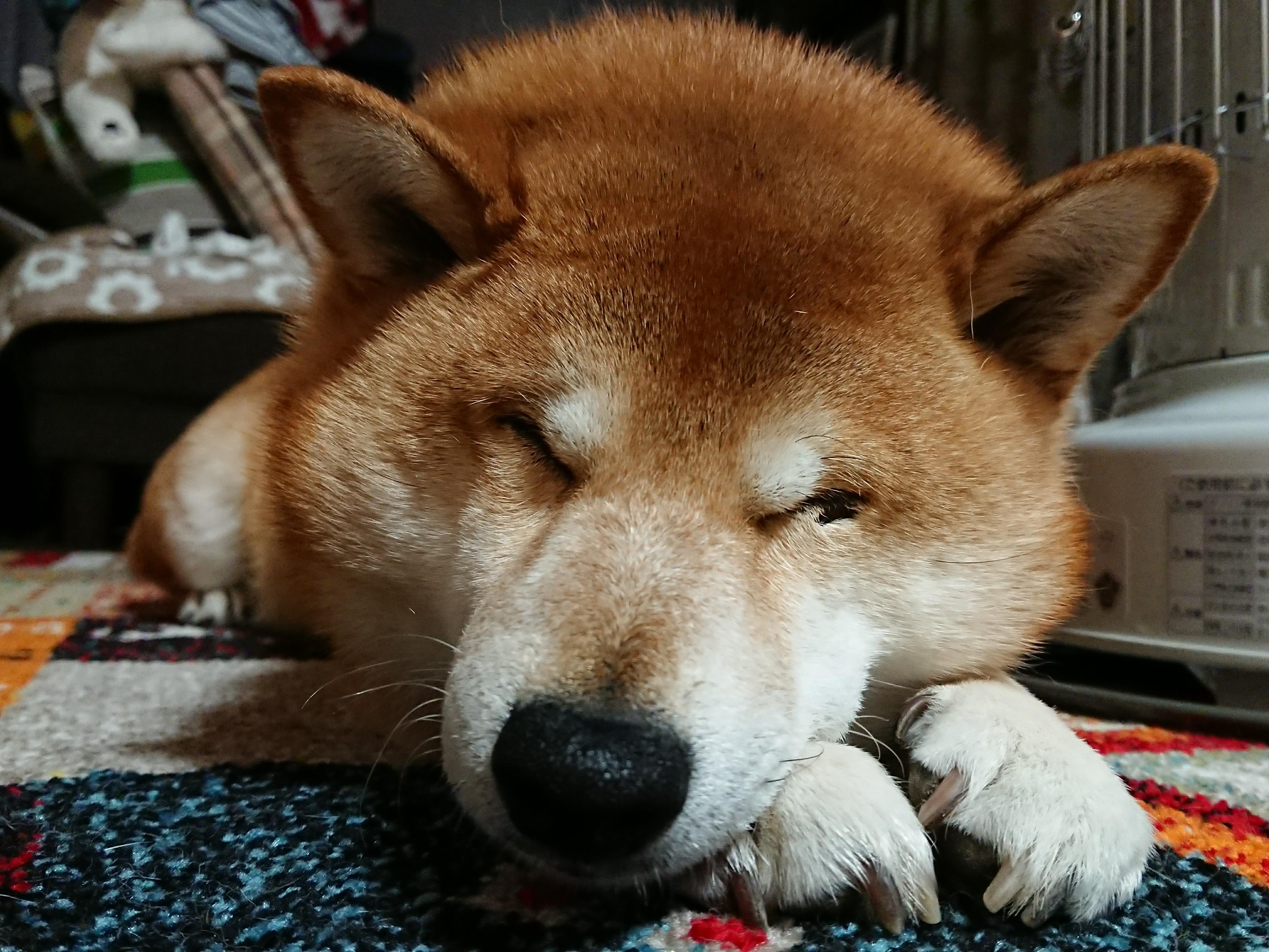 わんにゃんサイトの犬の写真