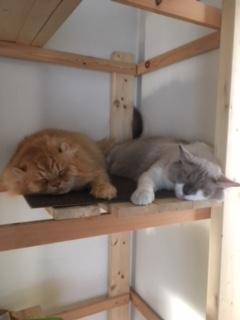 わんにゃんサイトの猫の写真