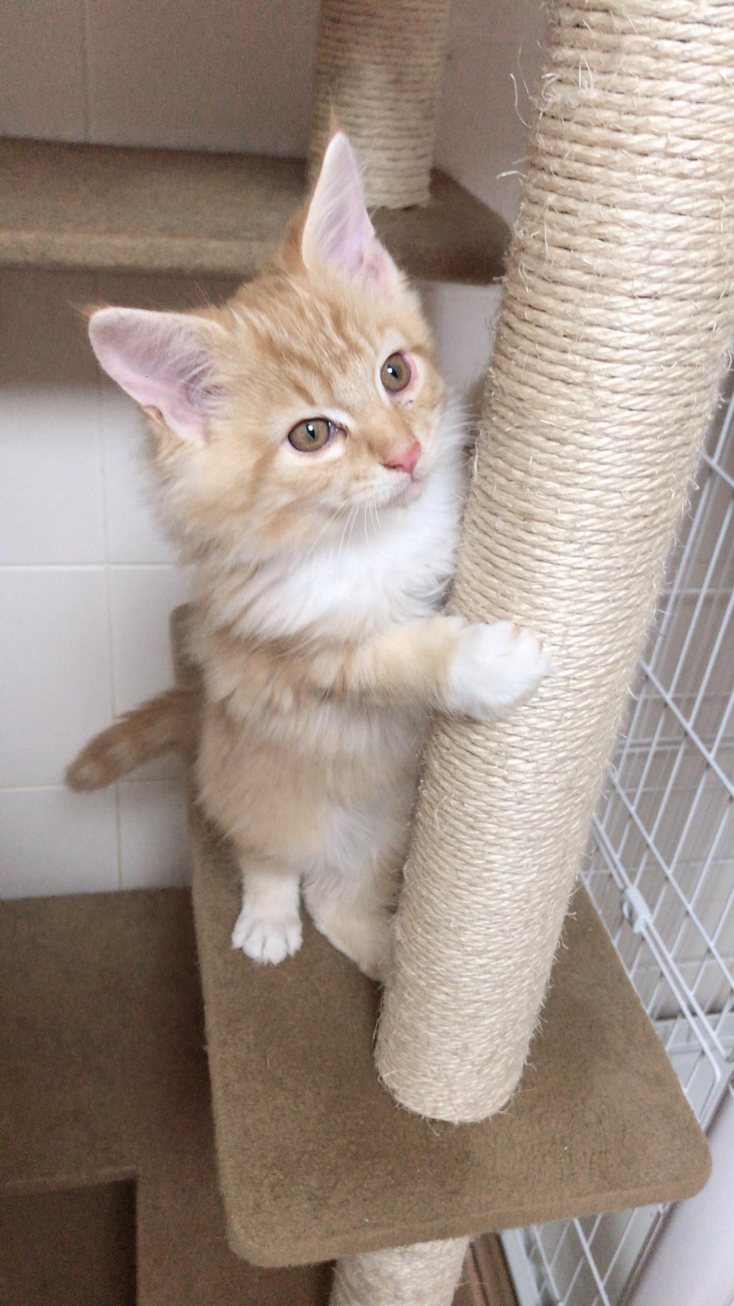 わんにゃんサイトの猫の写真