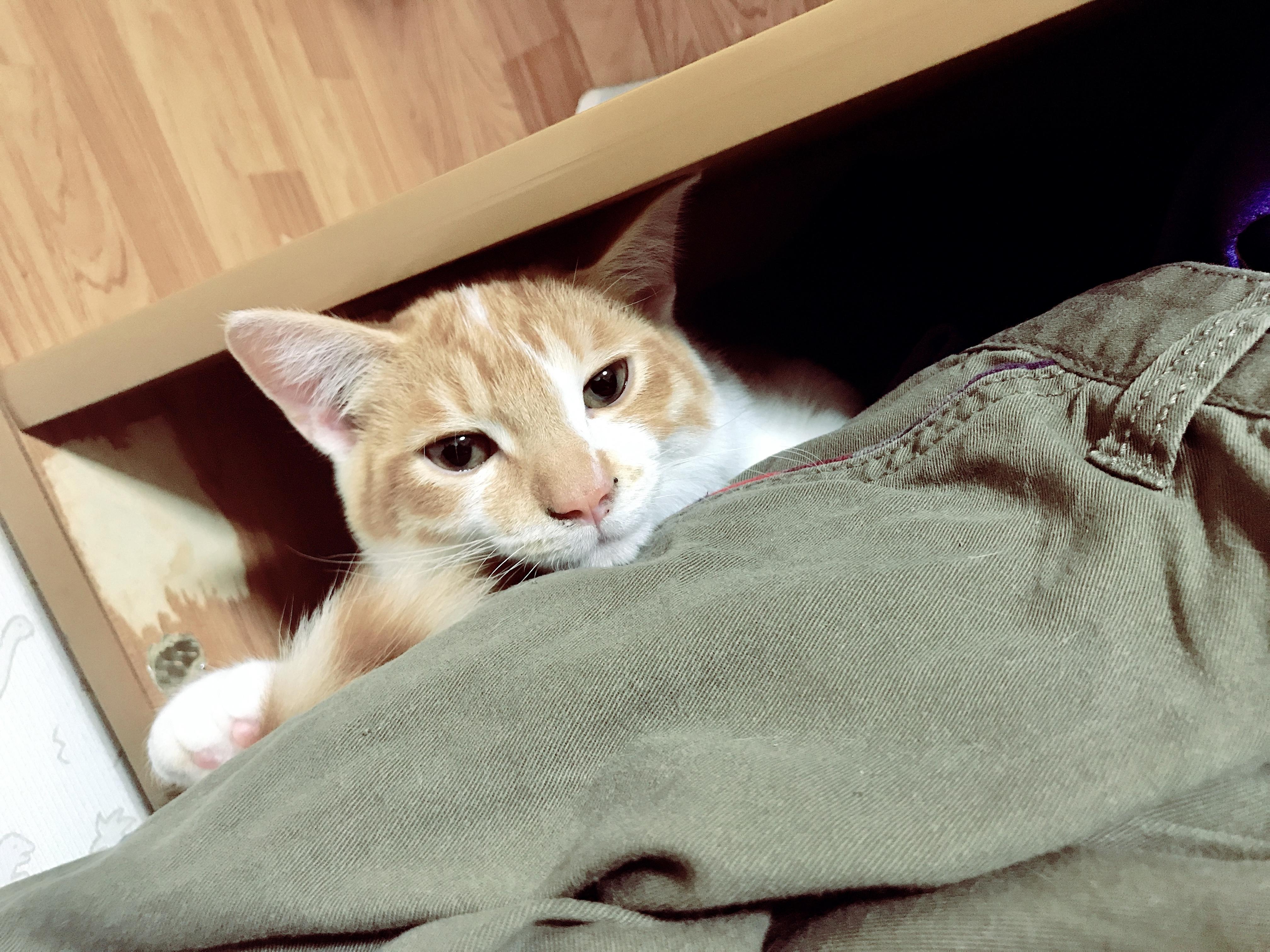 わんにゃんサイトの猫の写真