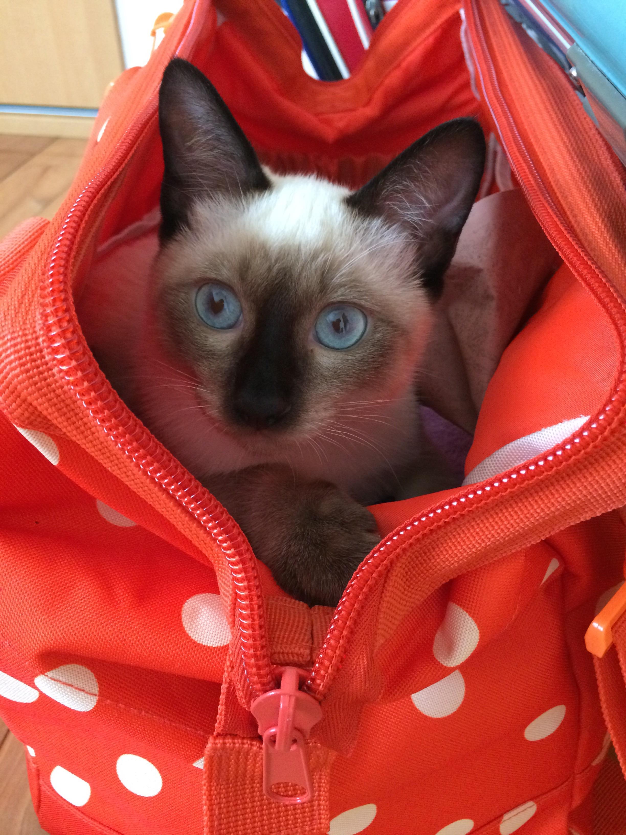 わんにゃんサイトの猫の写真