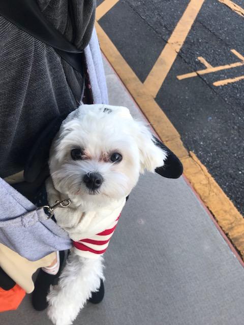 わんにゃんサイトの犬の写真