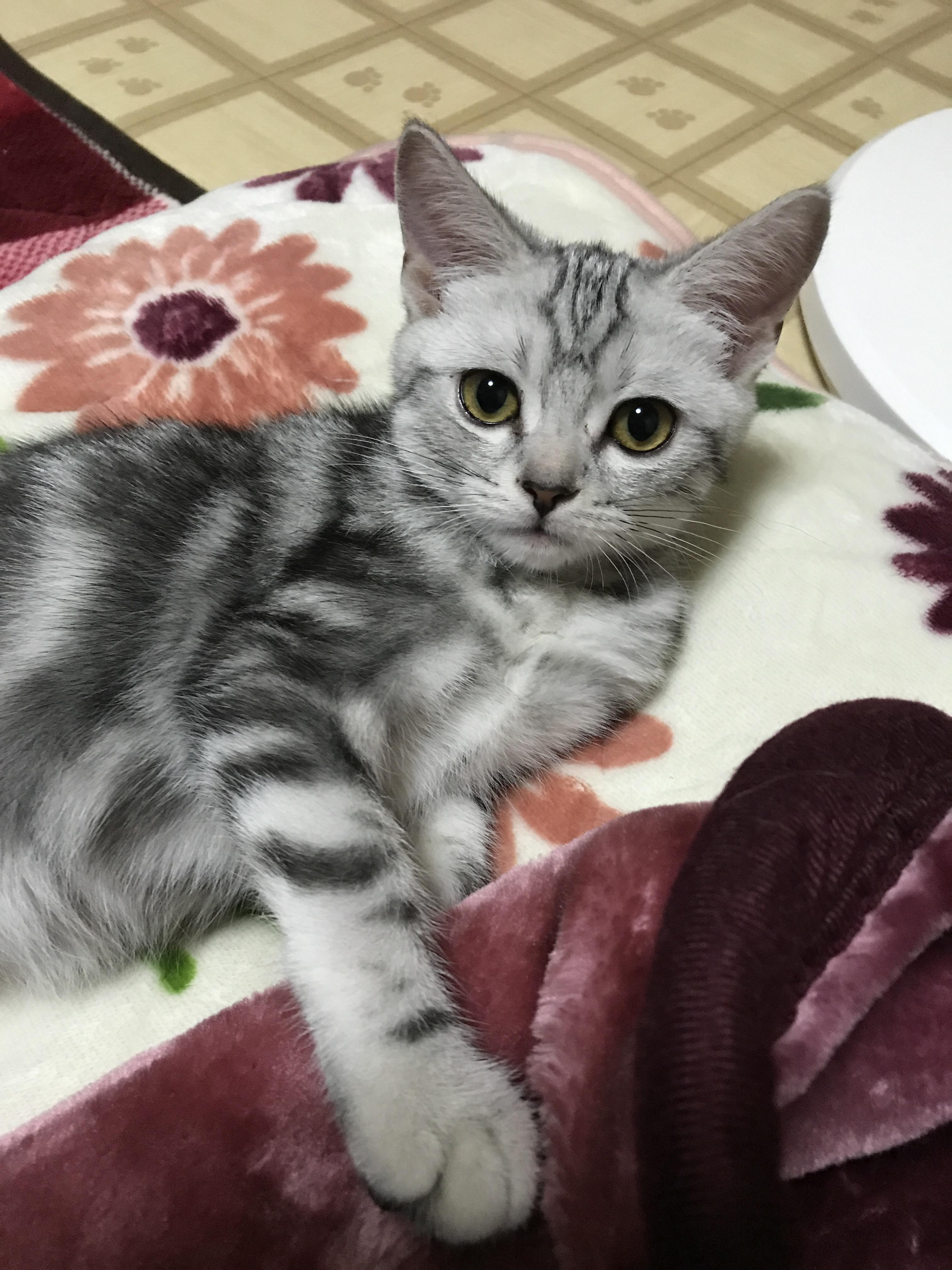 わんにゃんサイトの猫の写真