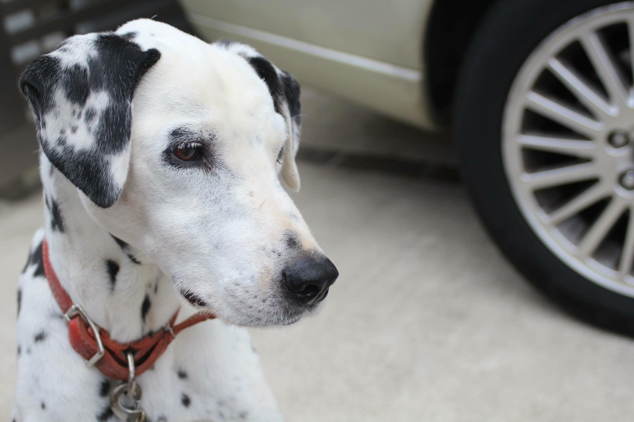 わんにゃんサイトの犬の写真