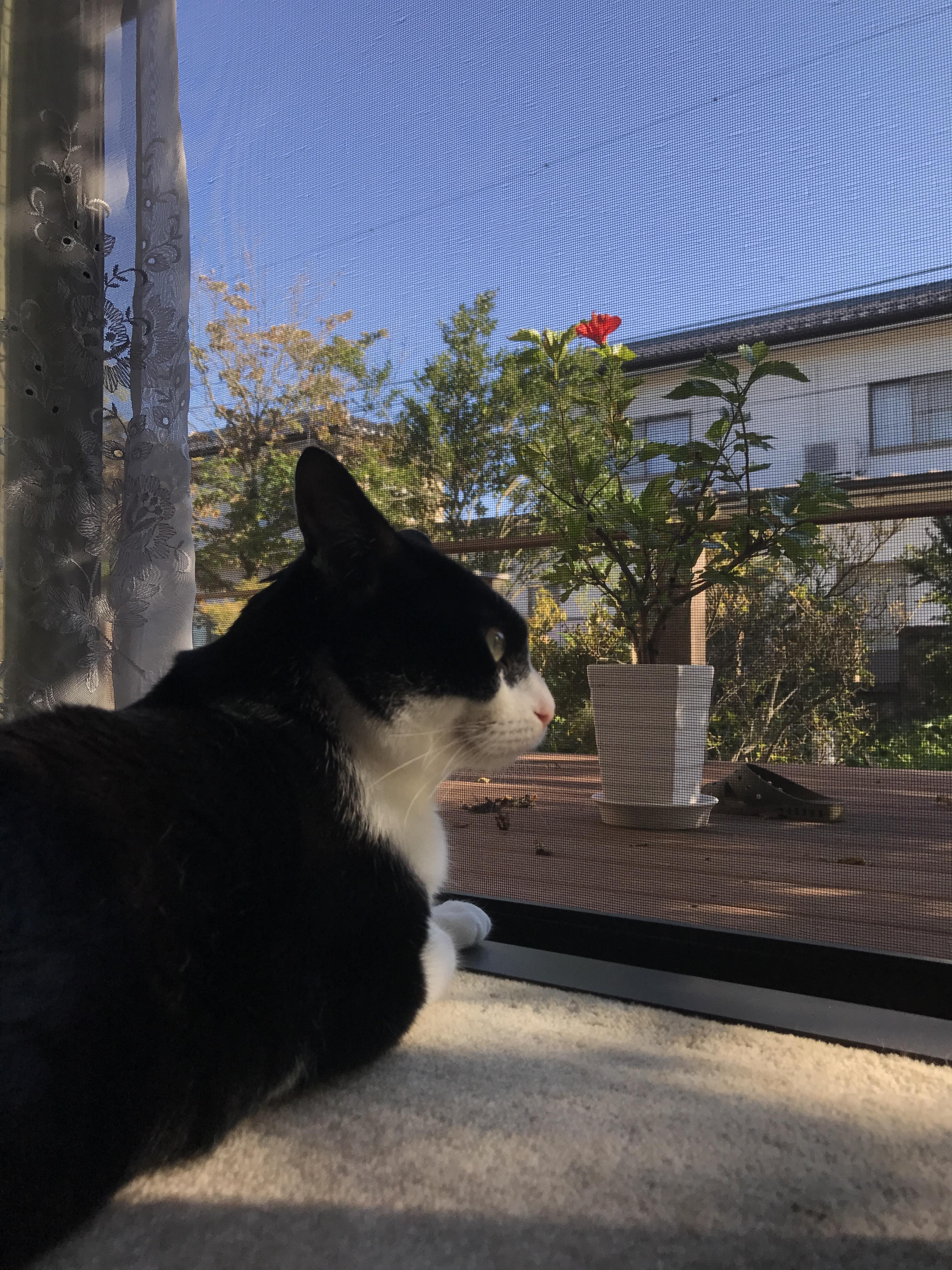 わんにゃんサイトの猫の写真