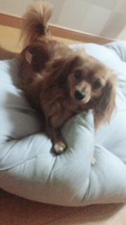 わんにゃんサイトの犬の写真