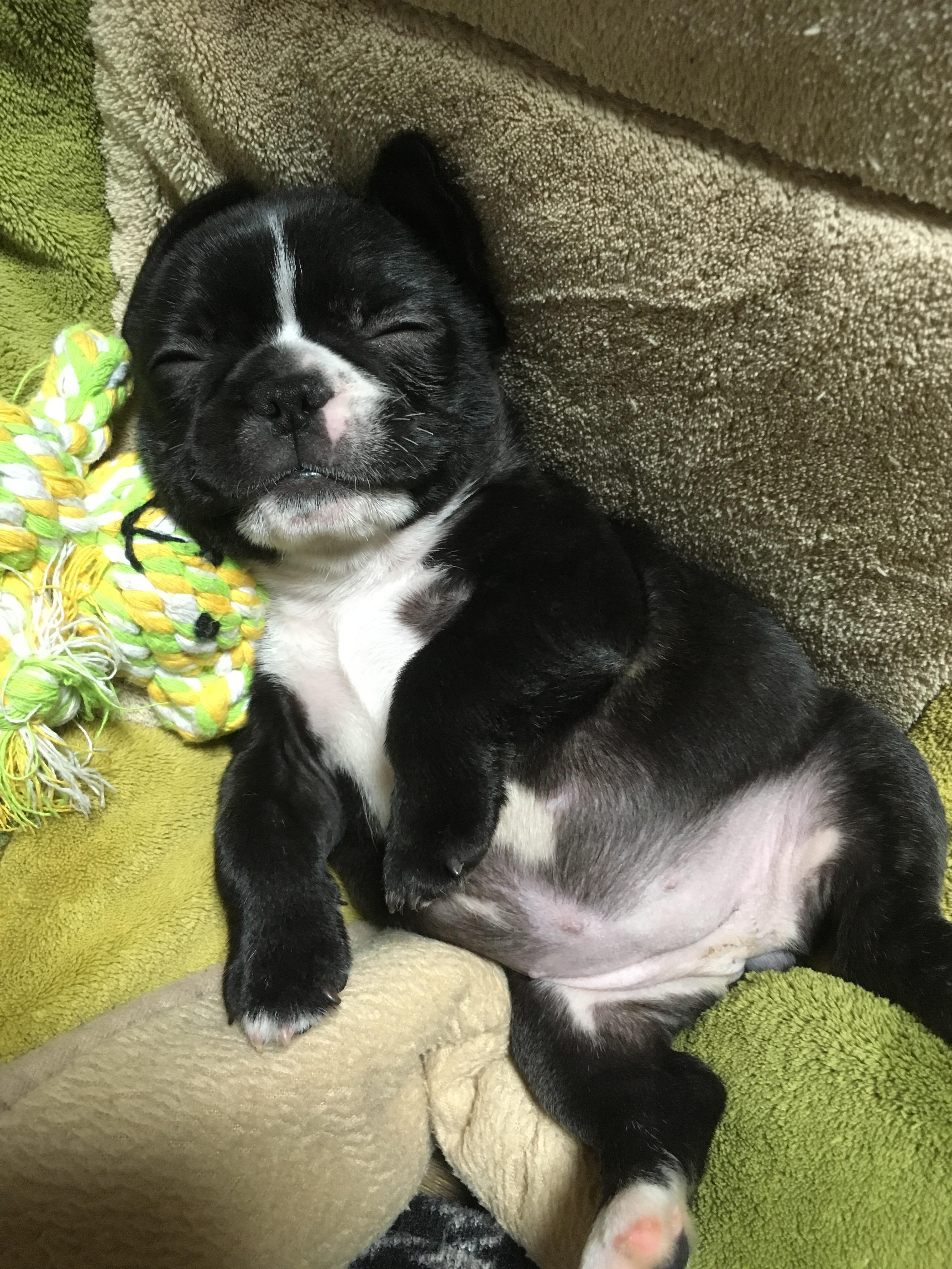 わんにゃんサイトの犬の写真