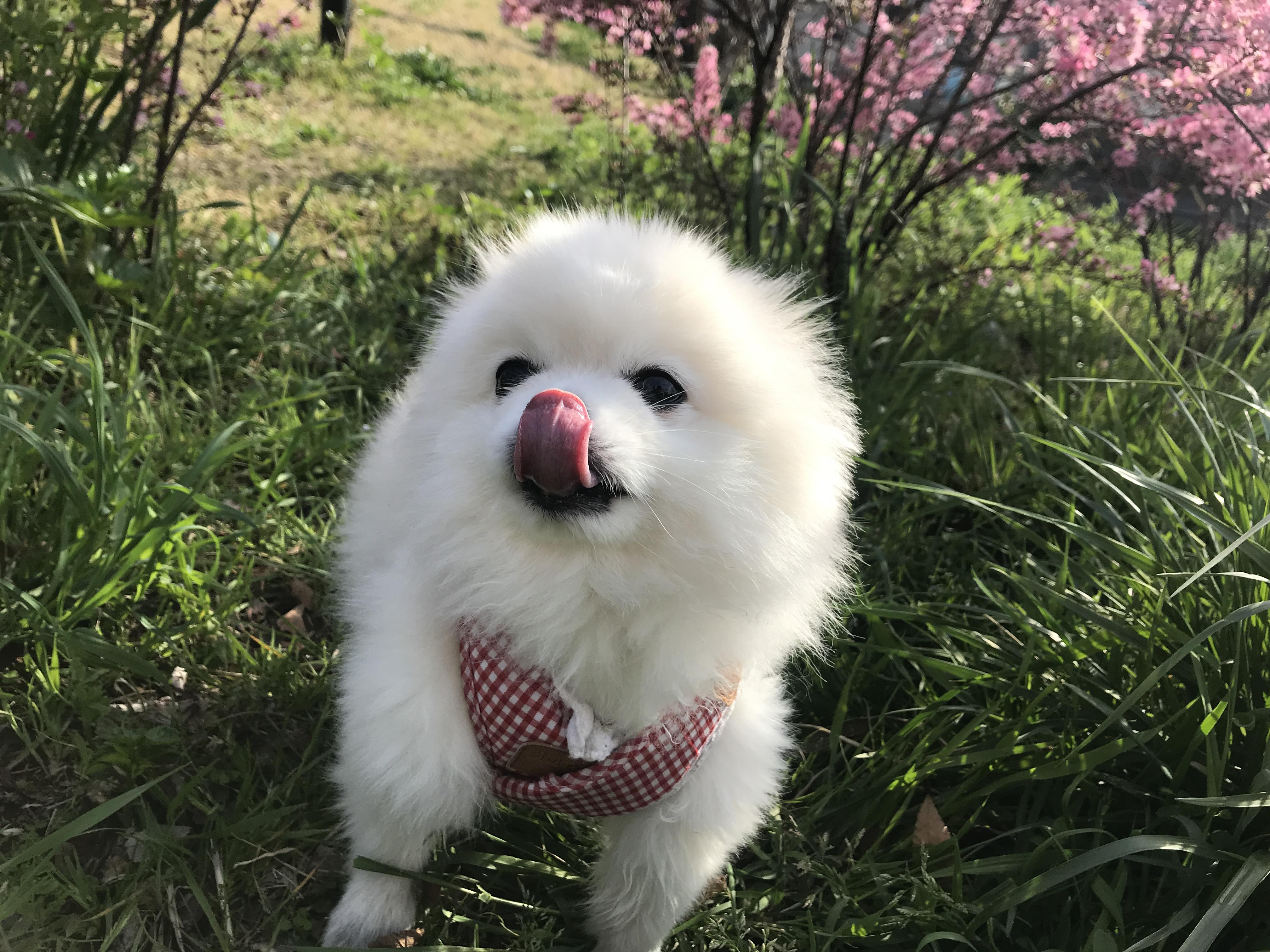 わんにゃんサイトの犬の写真