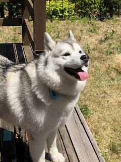 わんにゃんサイトの犬の写真