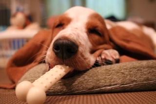 わんにゃんサイトの犬の写真