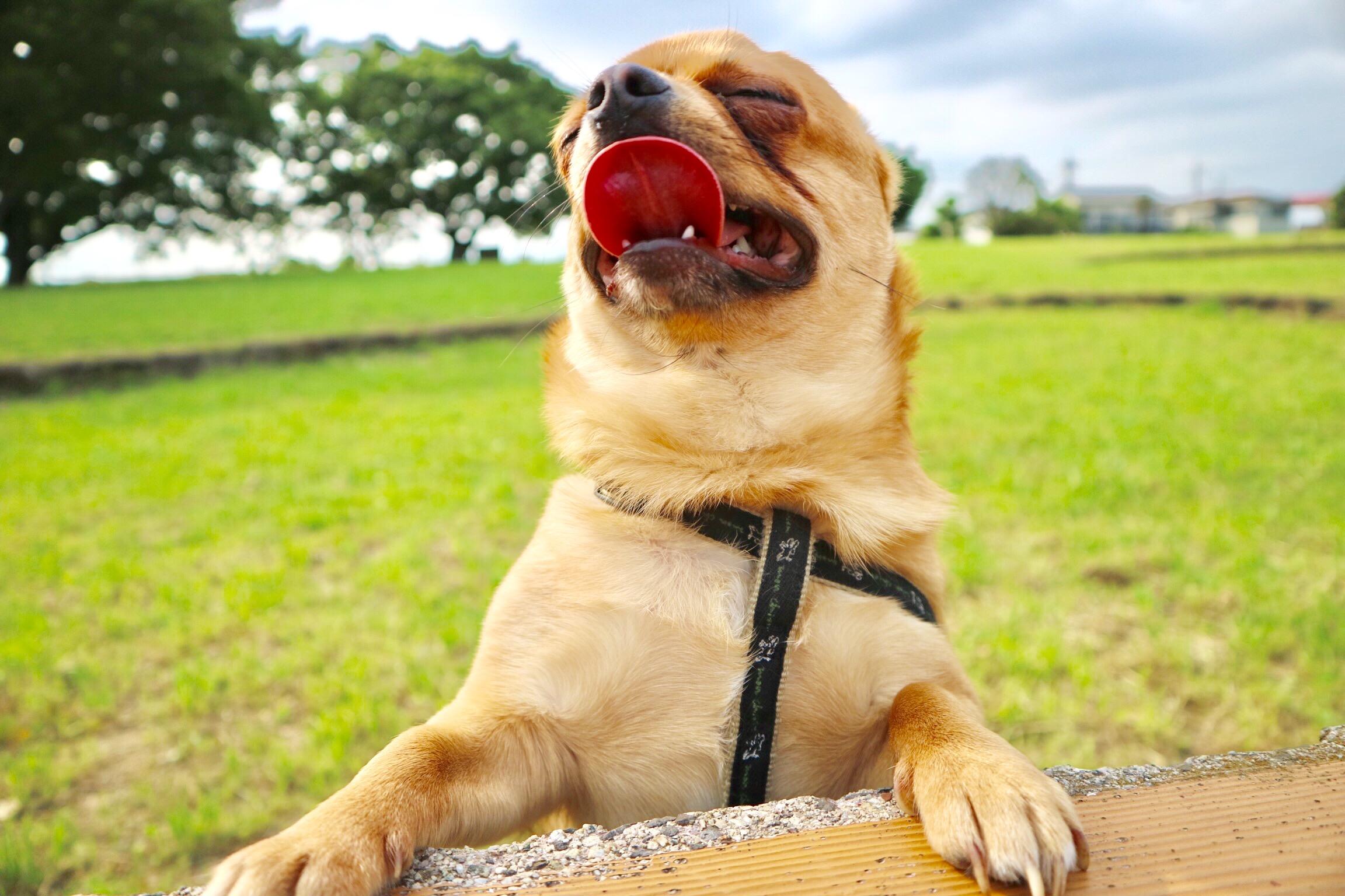 わんにゃんサイトの犬の写真