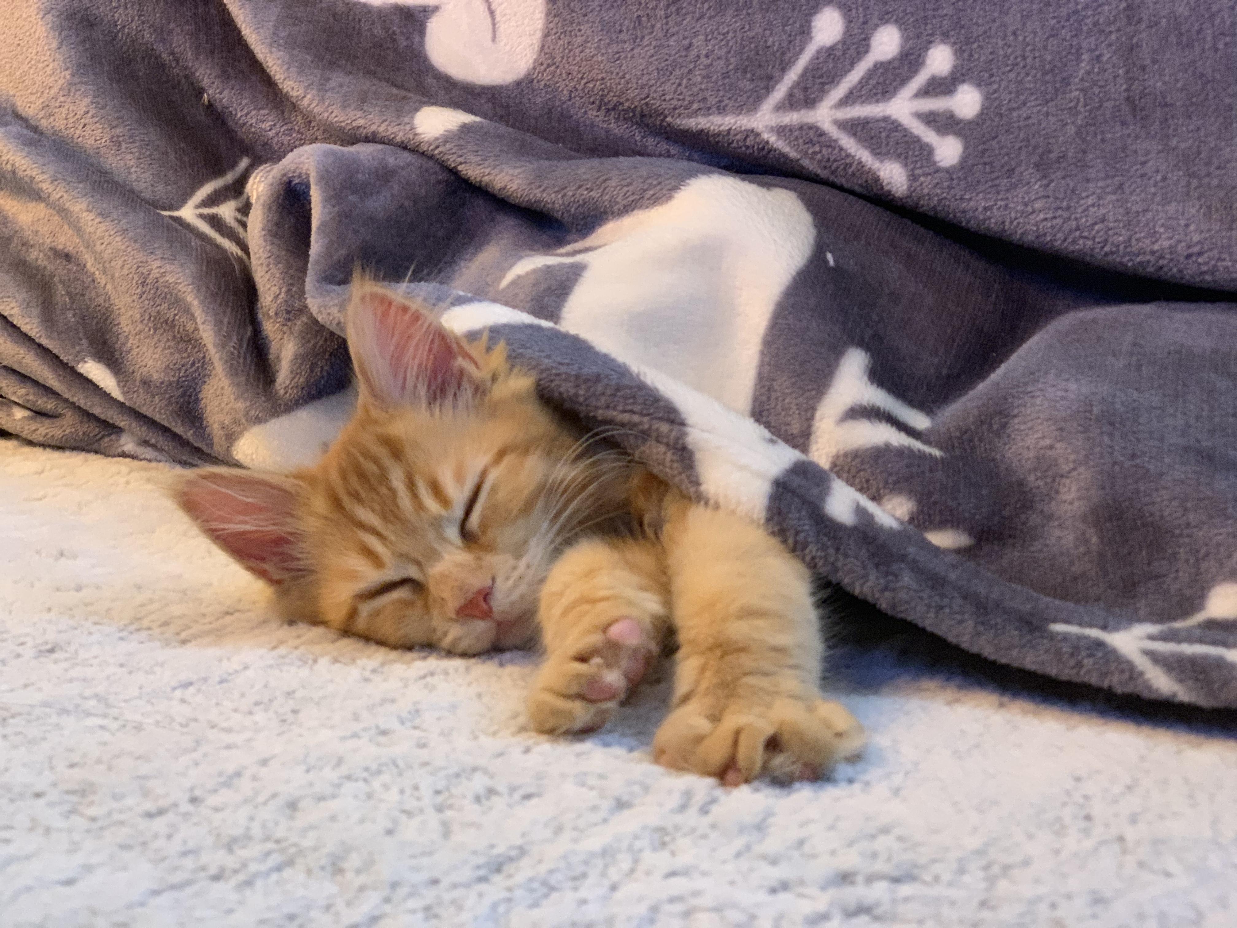 わんにゃんサイトの猫の写真