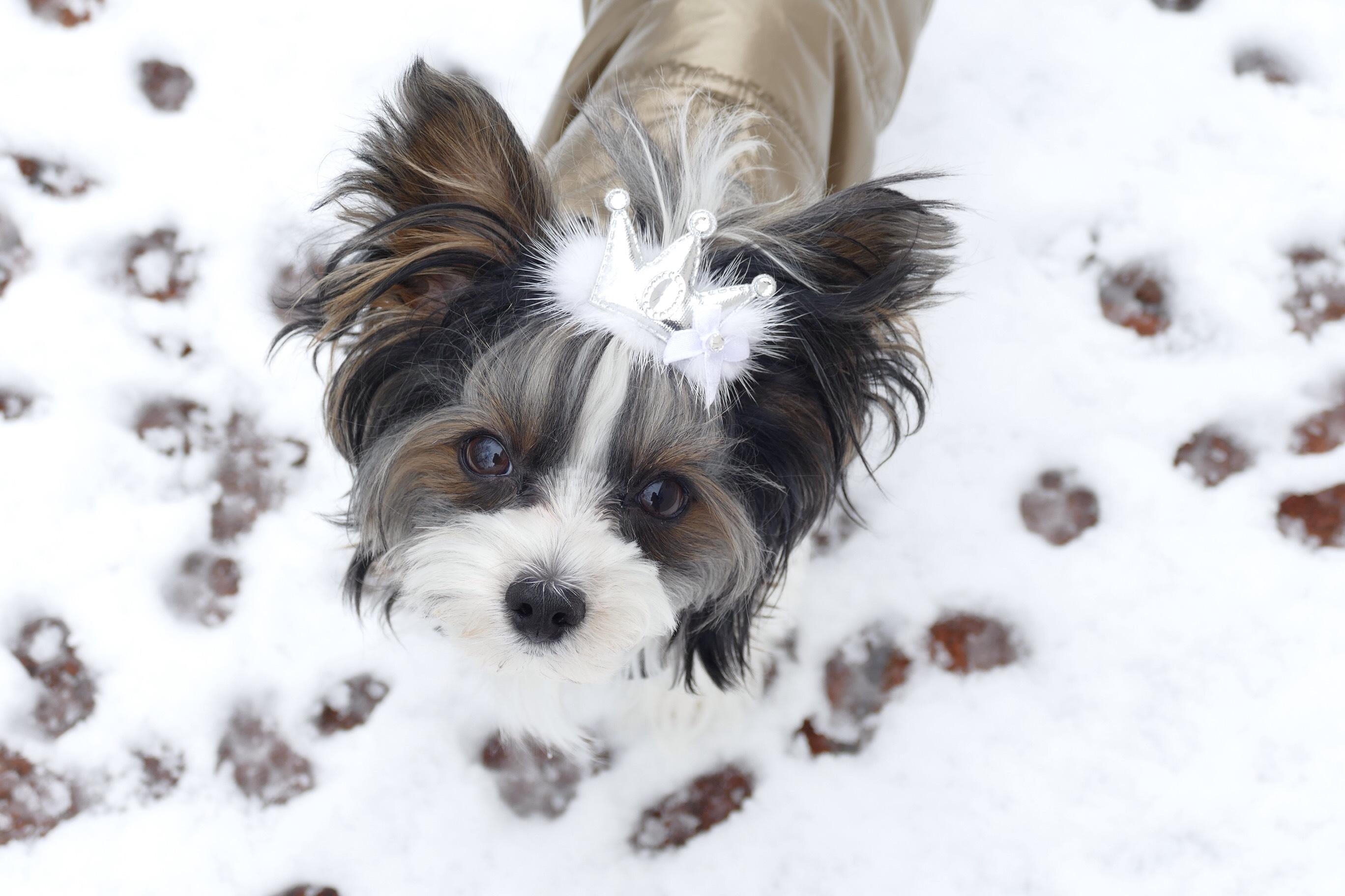 わんにゃんサイトの犬の写真
