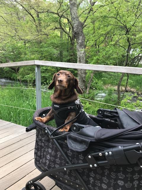 わんにゃんサイトの犬の写真