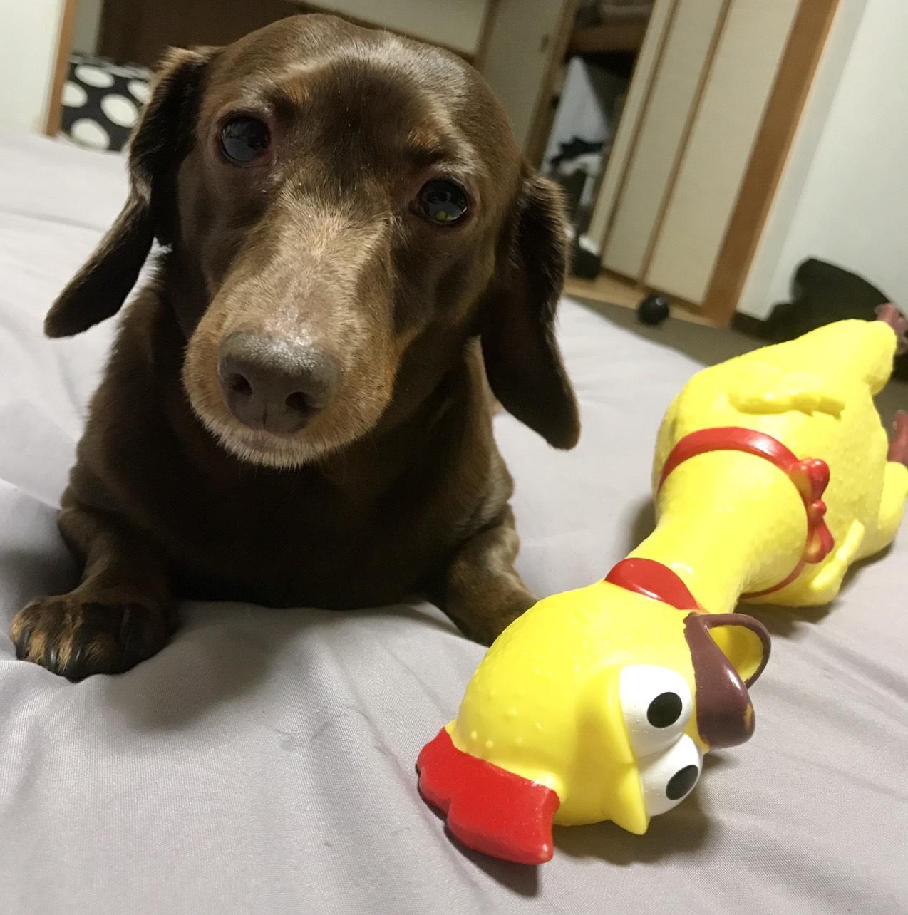 わんにゃんサイトの犬の写真