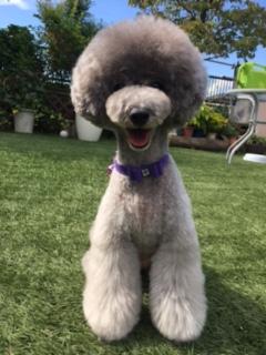 わんにゃんサイトの犬の写真