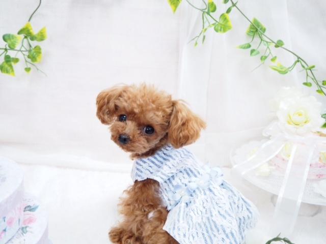 わんにゃんサイトの犬の写真