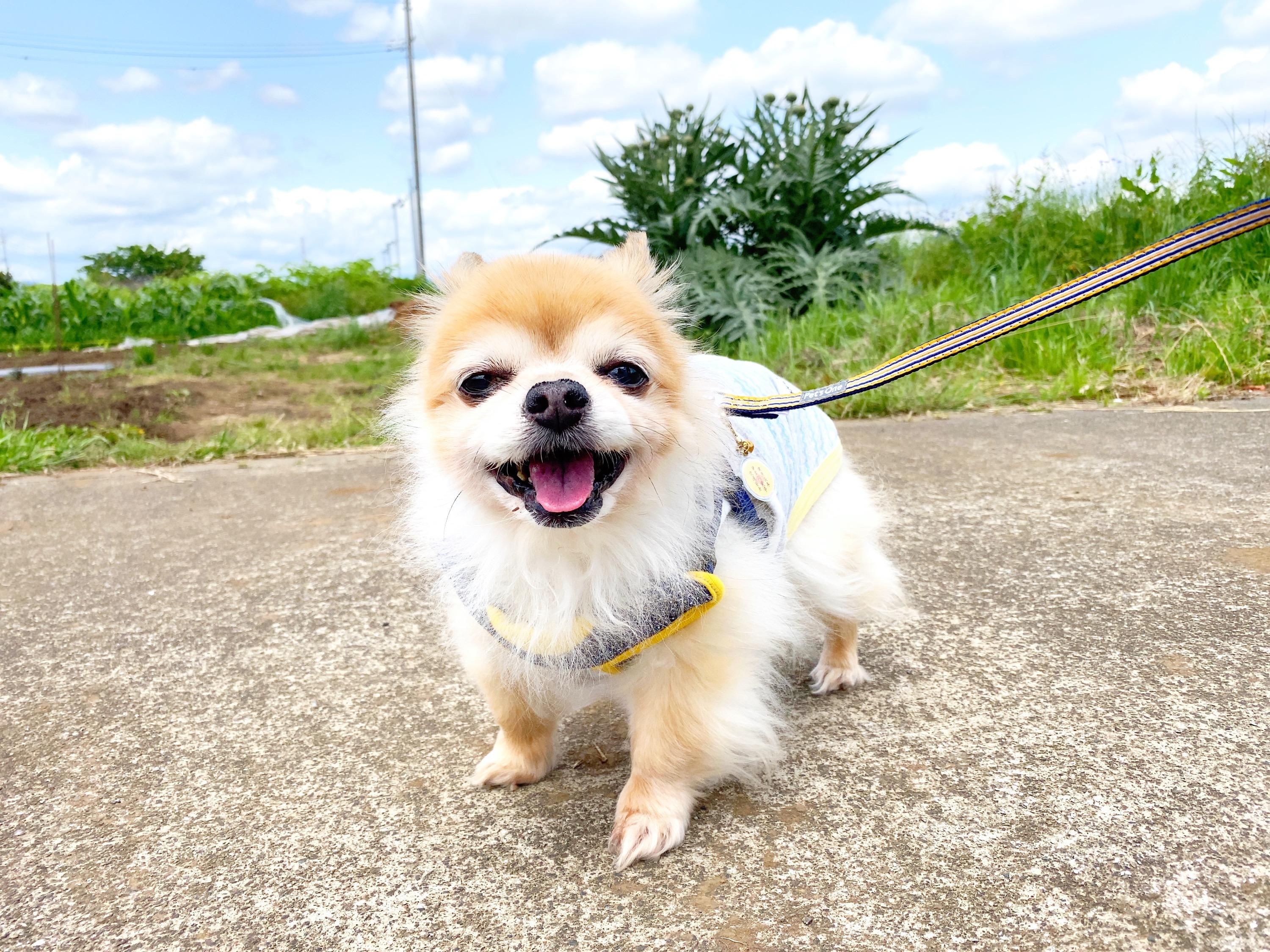 わんにゃんサイトの犬の写真