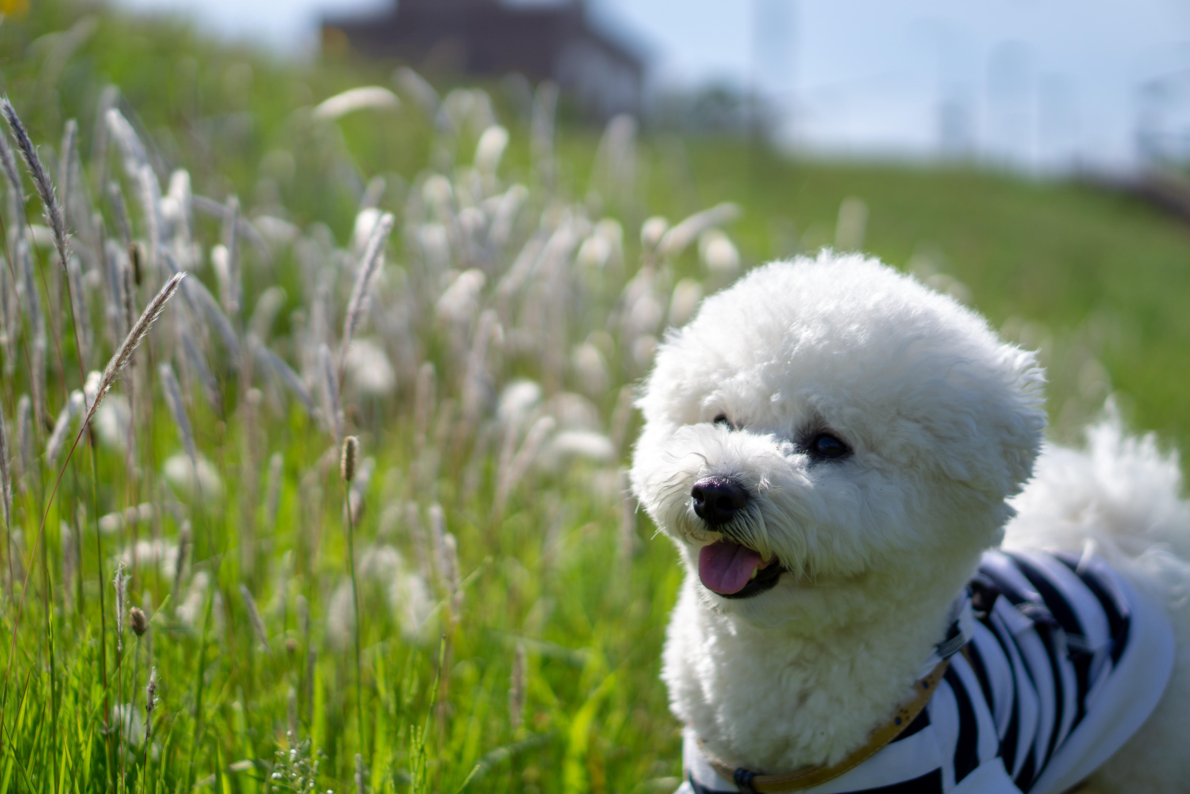わんにゃんサイトの犬の写真