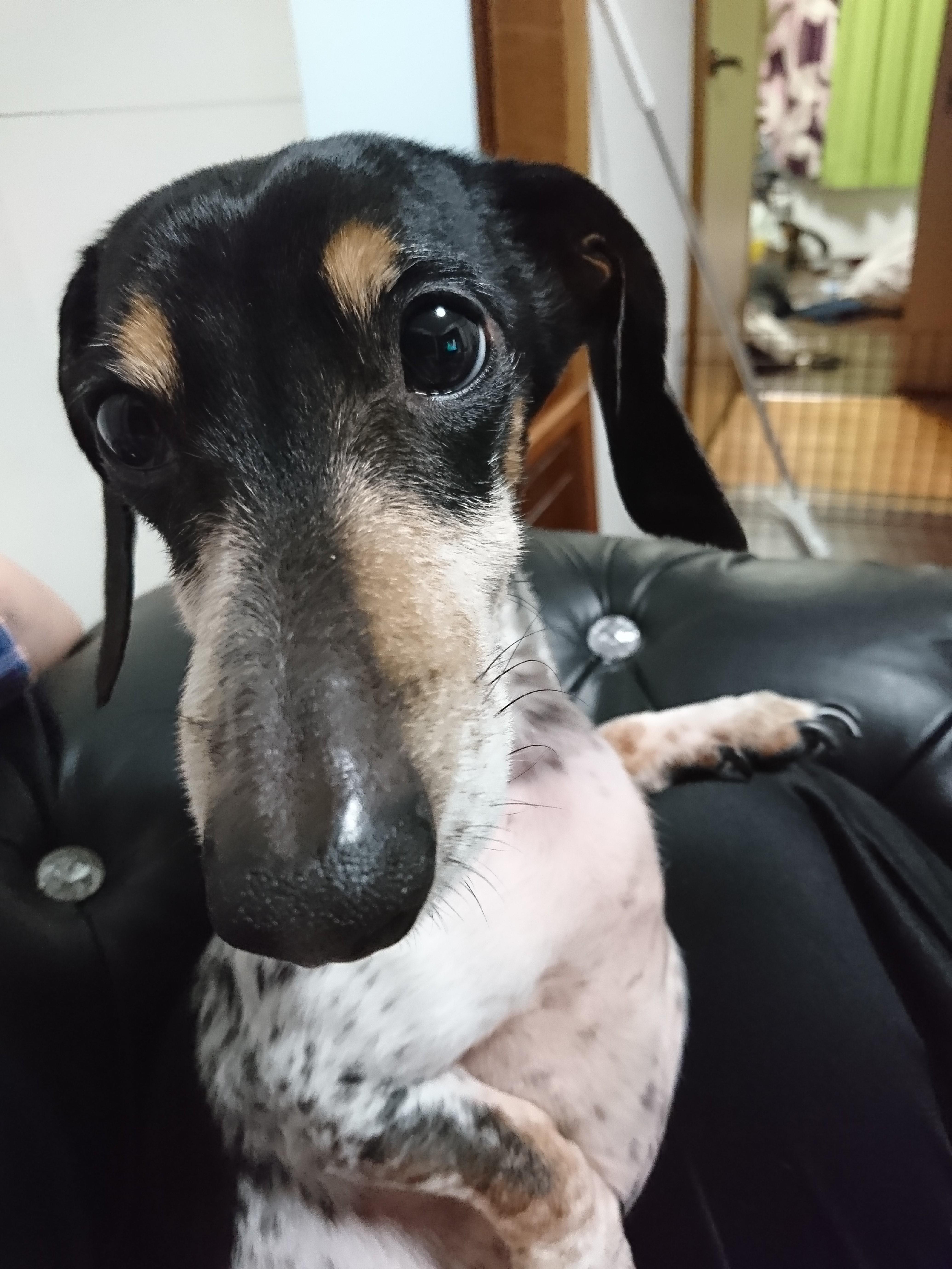 わんにゃんサイトの犬の写真